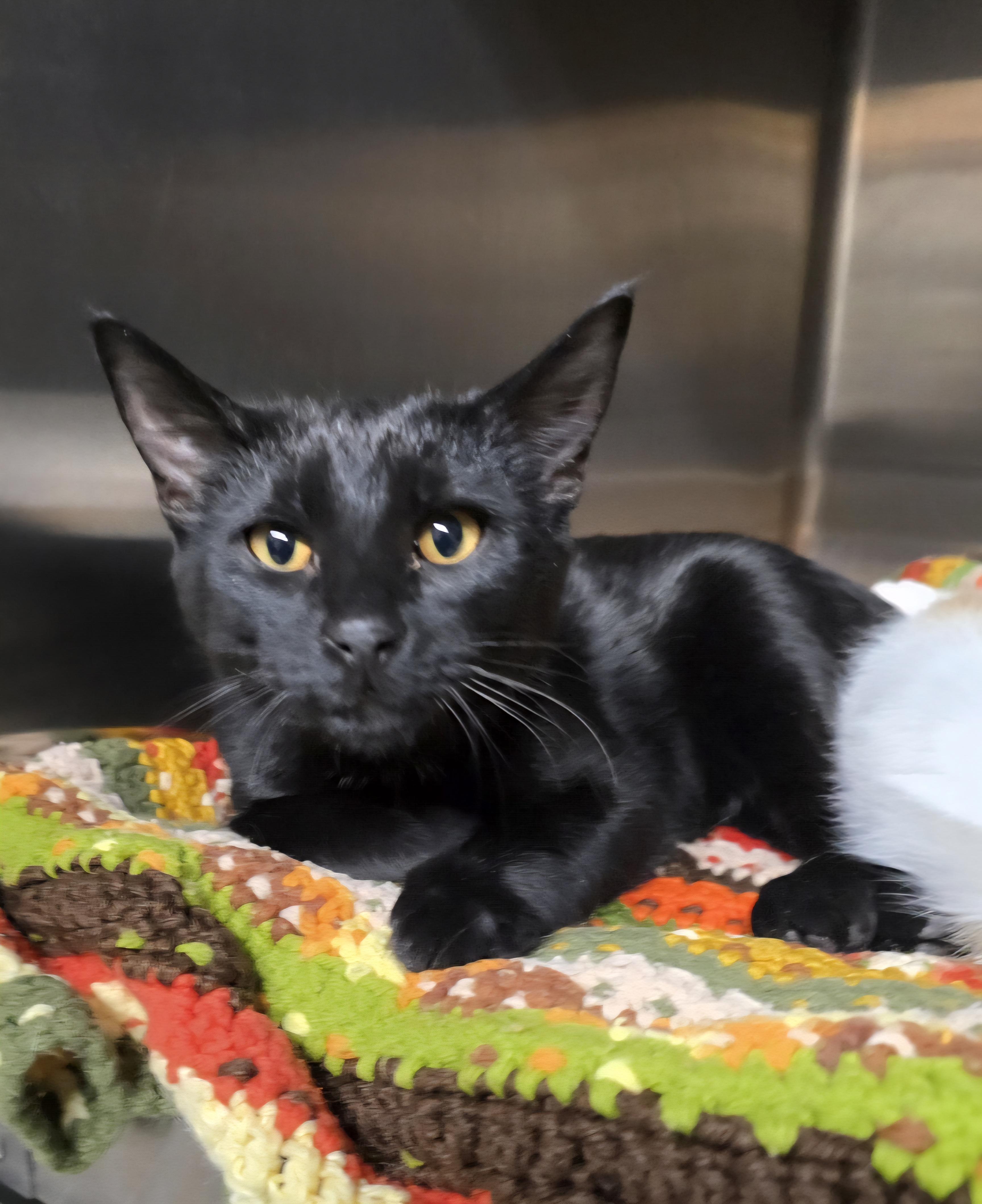 Enlarge Holly, a ADOPTABLE Domestic Short Hair in Jamestown, ND image 2/6