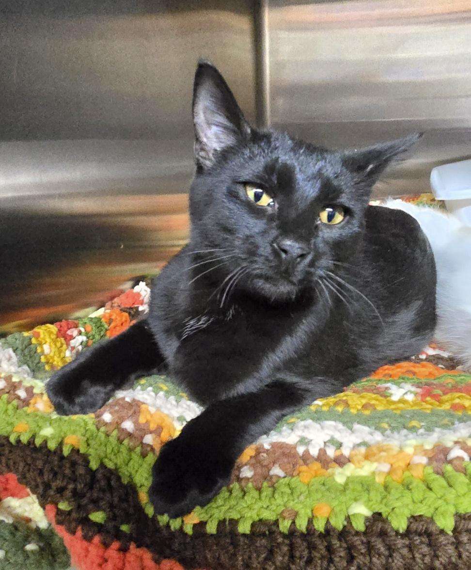 Enlarge Holly, a ADOPTABLE Domestic Short Hair in Jamestown, ND image 3/6