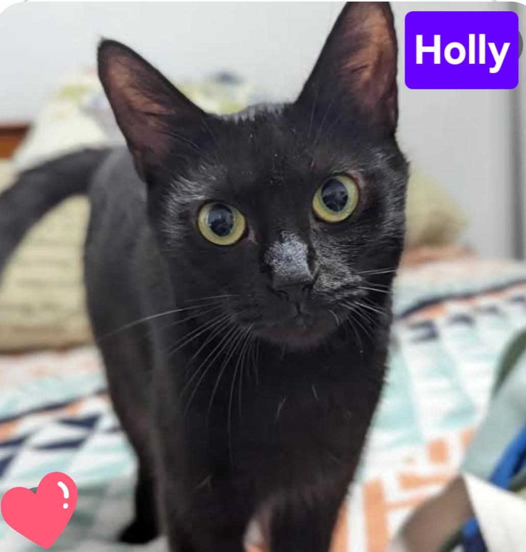 Holly, ADOPTABLE, Young Female Domestic Short Hair.