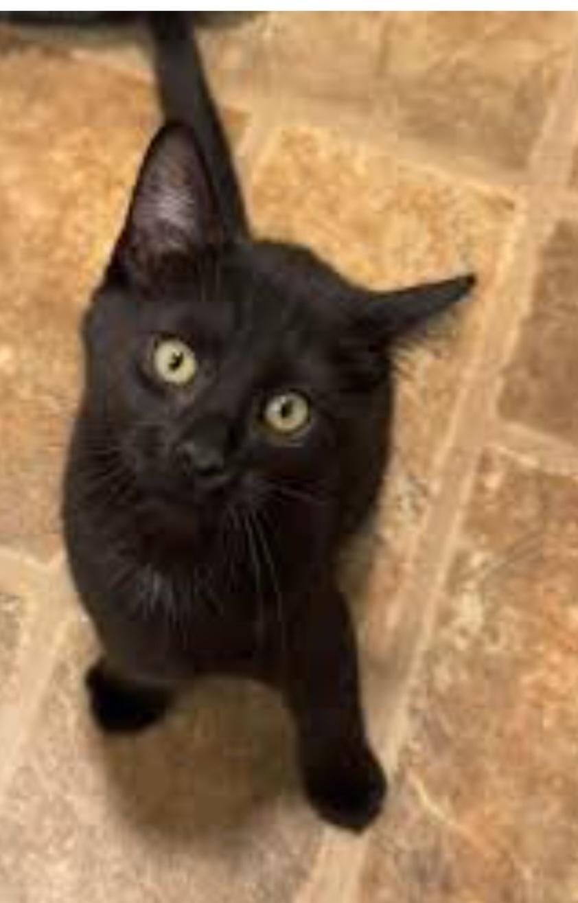 Enlarge Holly, a ADOPTABLE Domestic Short Hair in Jamestown, ND image 6/6