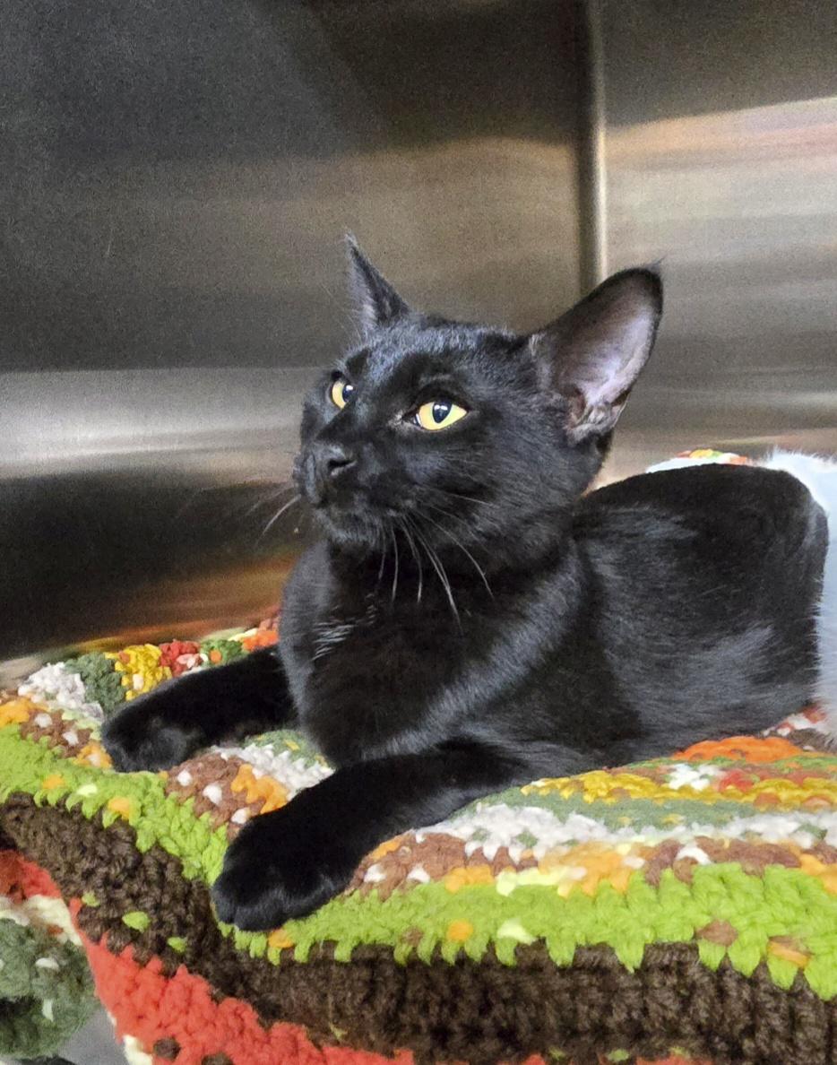 Enlarge Holly, a ADOPTABLE Domestic Short Hair in Jamestown, ND image 4/6