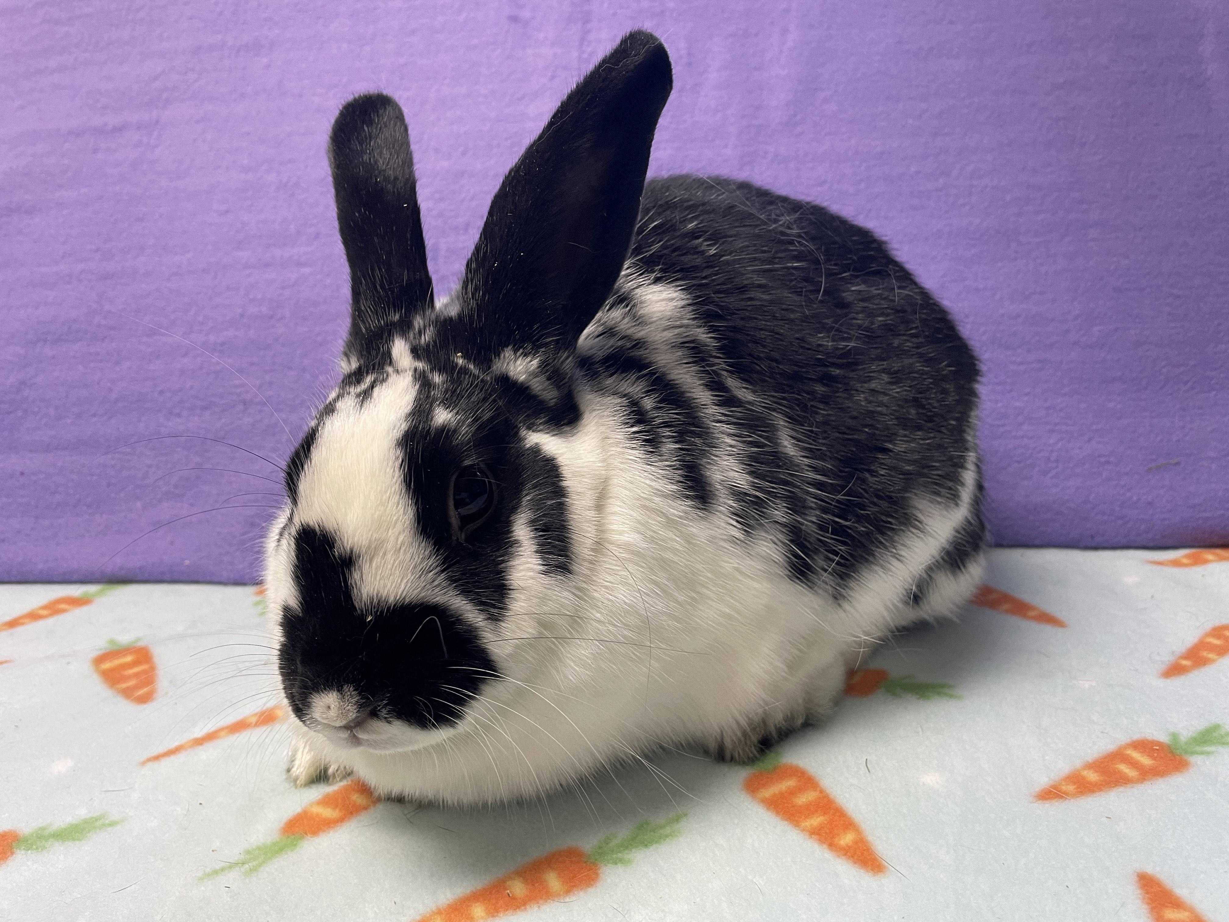 Tara, a Adoptable Bunny Rabbit image 1/4