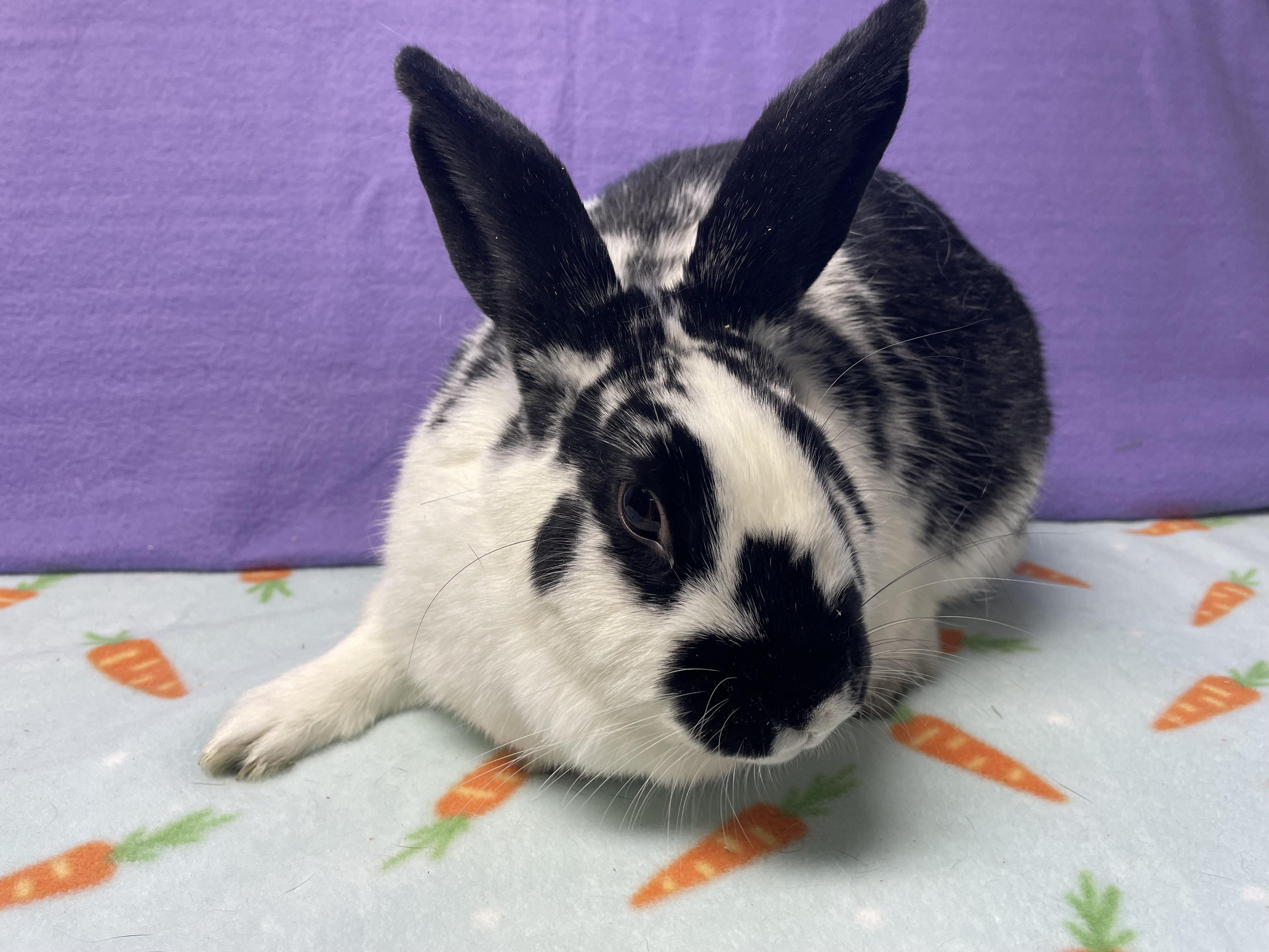 Tara, a Adoptable Bunny Rabbit image 2/4