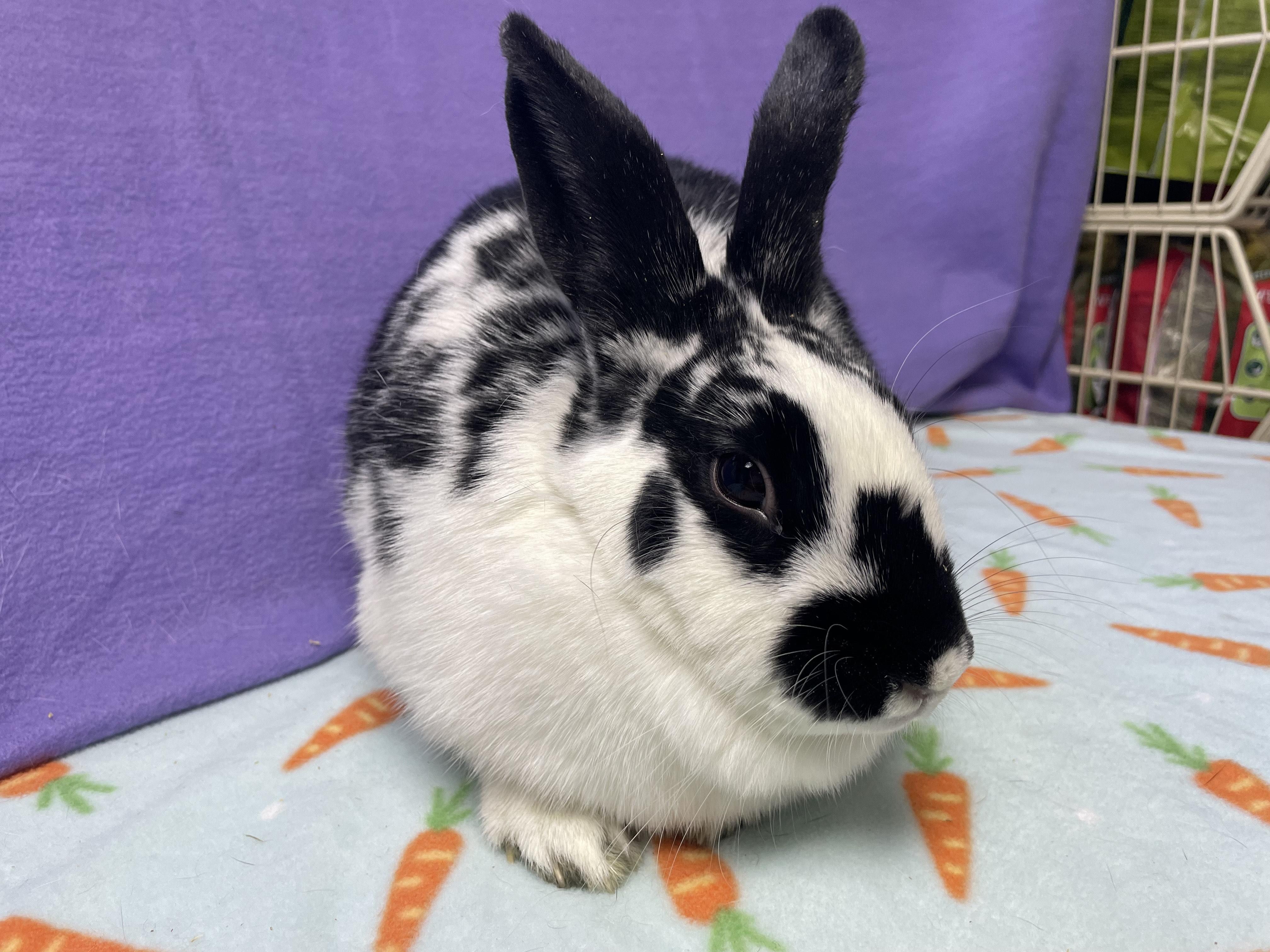 Tara, a Adoptable Bunny Rabbit image 3/4