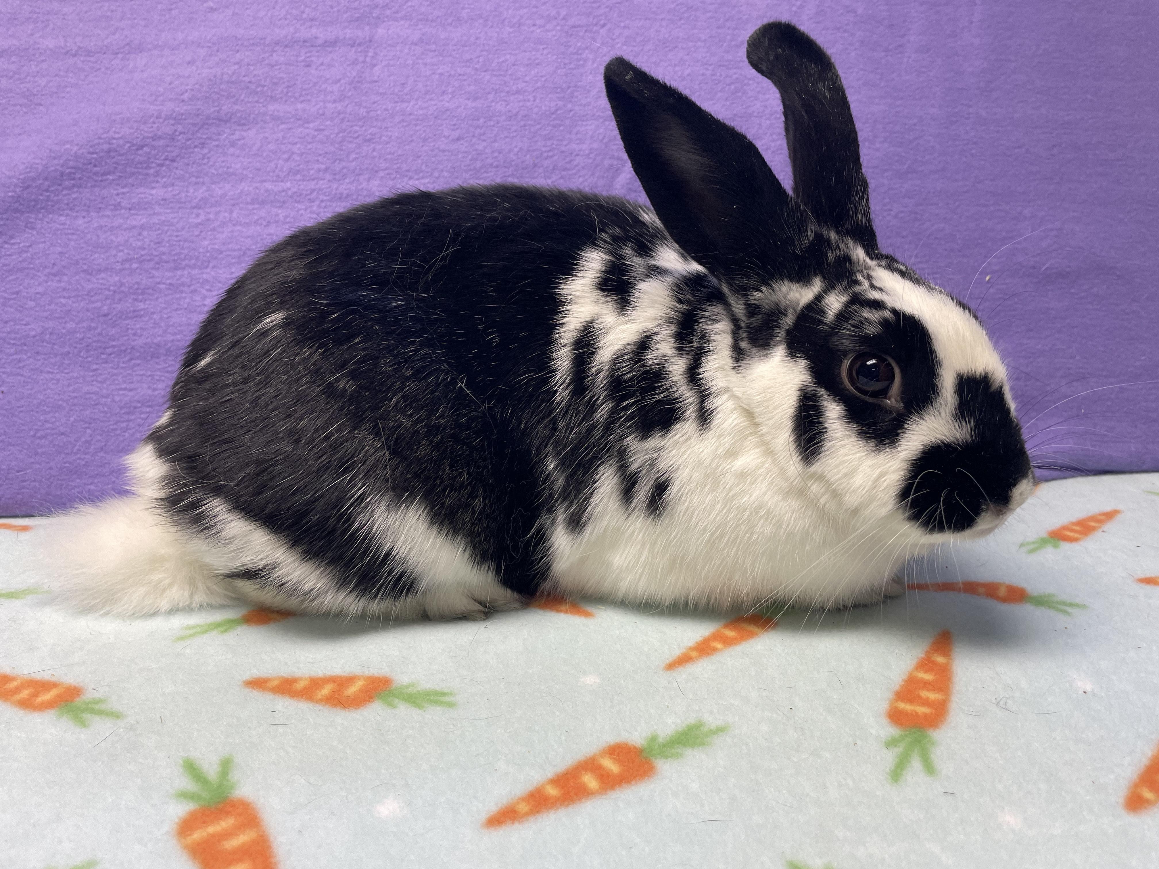 Tara, a Adoptable Bunny Rabbit image 4/4