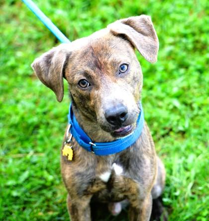Enlarge Seven, a Adoptable Mixed Breed in Hamilton, OH image 1/3