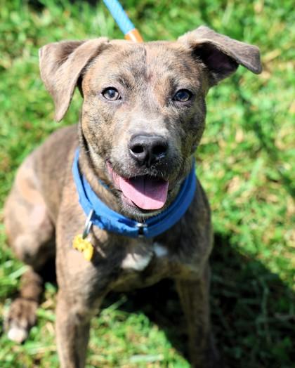 Enlarge Seven, a Adoptable Mixed Breed in Hamilton, OH image 3/3