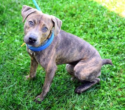 Enlarge Seven, a Adoptable Mixed Breed in Hamilton, OH image 2/3