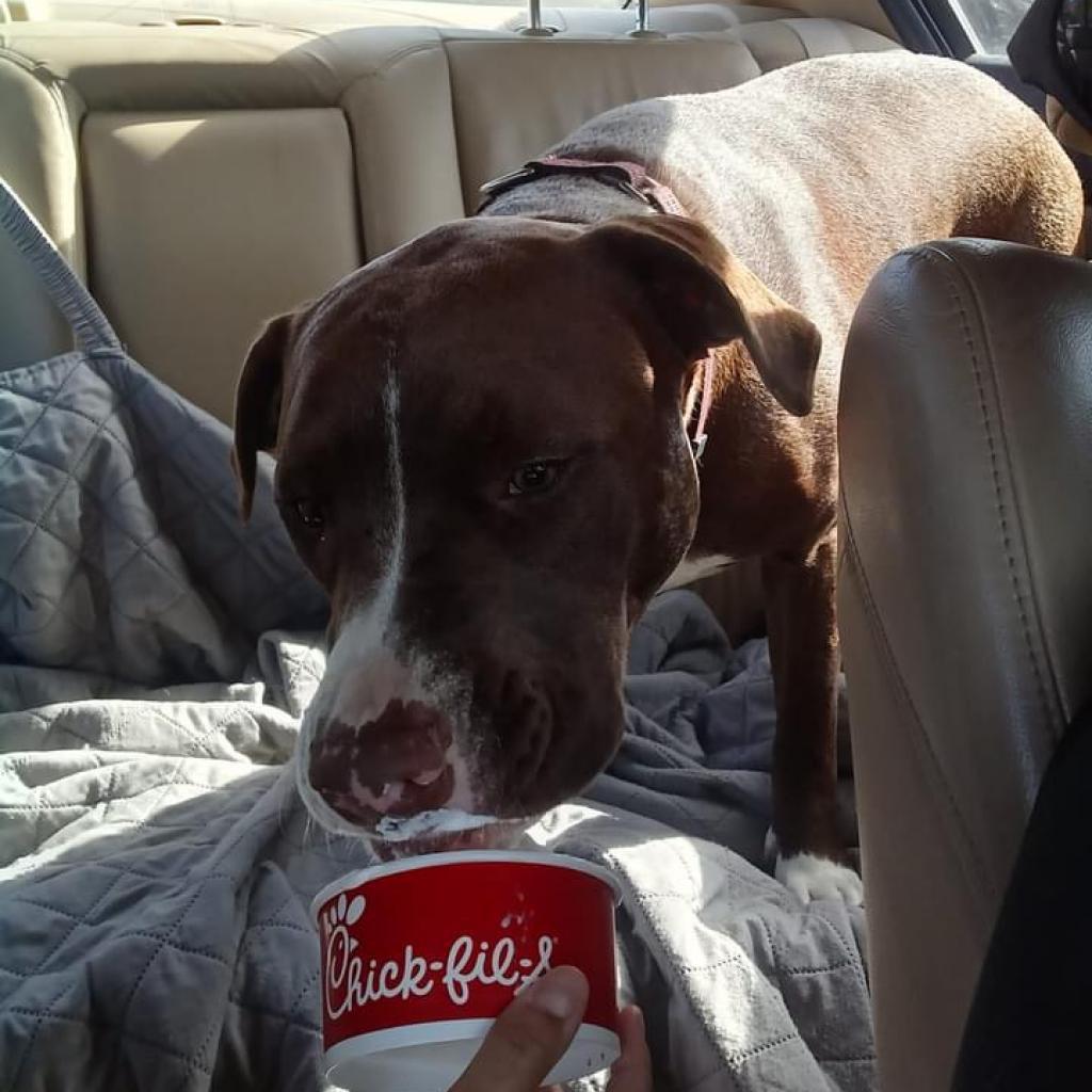 Sebastian, Adoptable, Adult Male Mixed Breed.