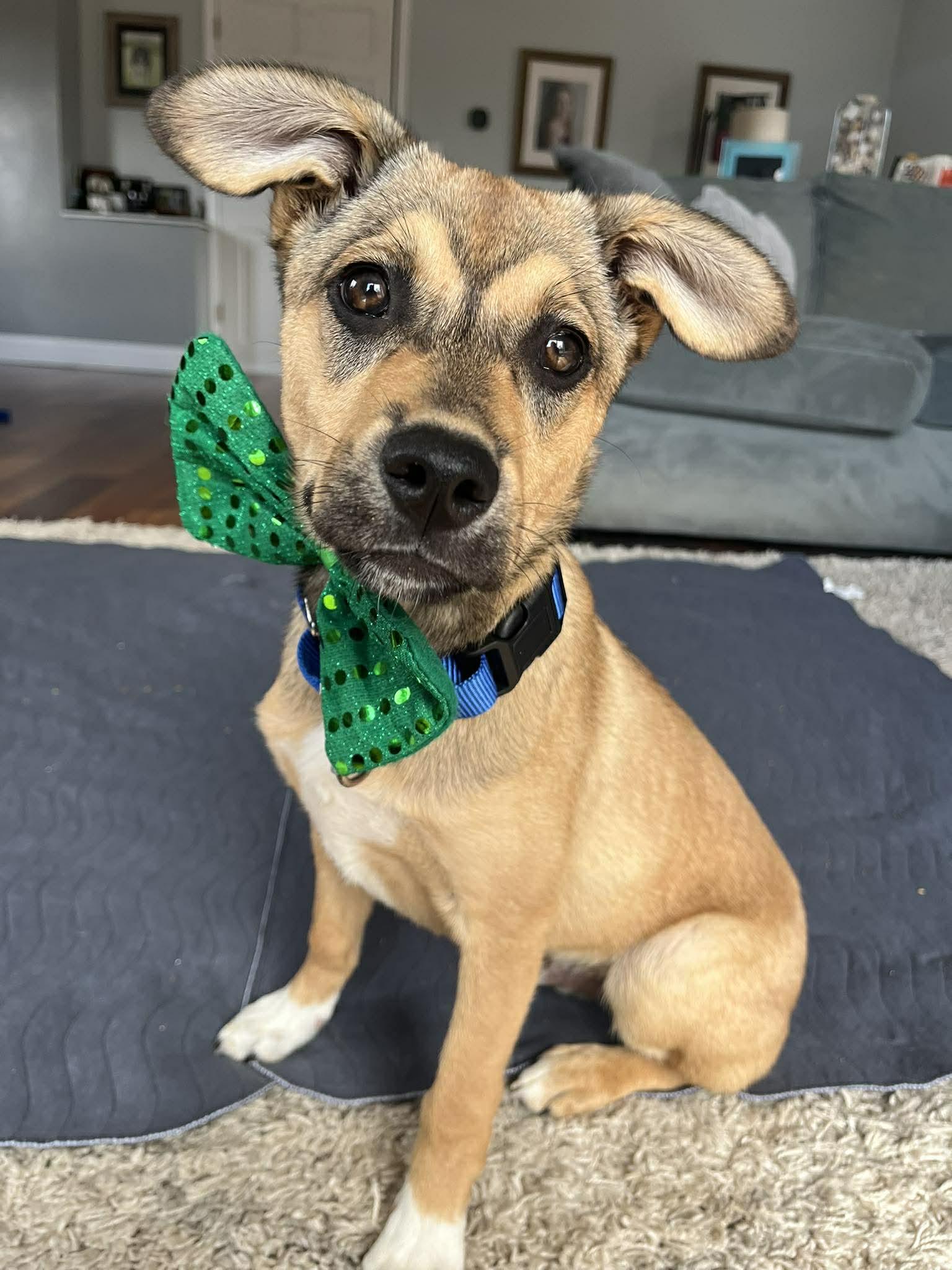 Deemer, ADOPTABLE, Puppy Male German Shepherd Dog & American Staffordshire Terrier.