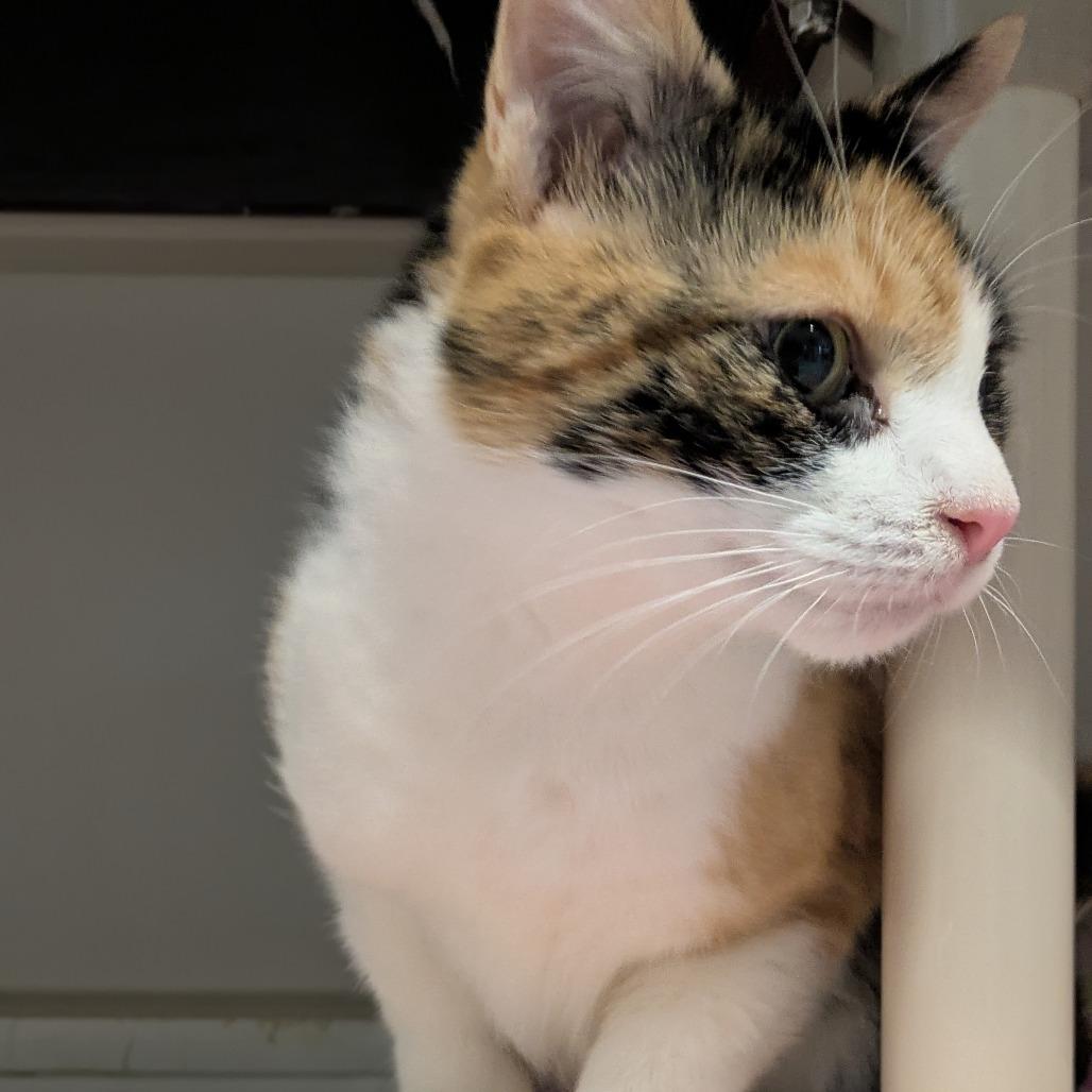 Patches photo