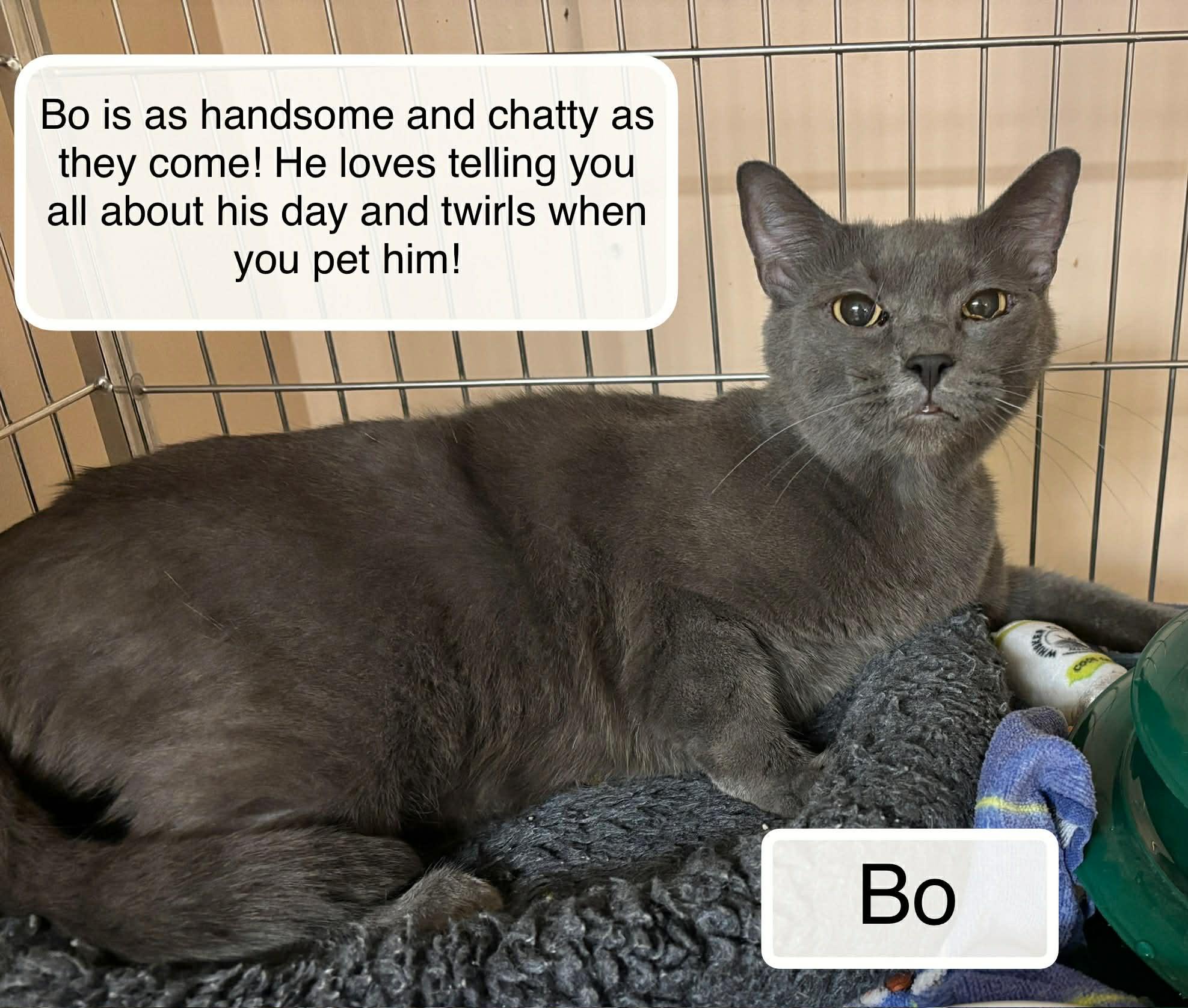 Bo, Adoptable, Adult Male Domestic Short Hair.