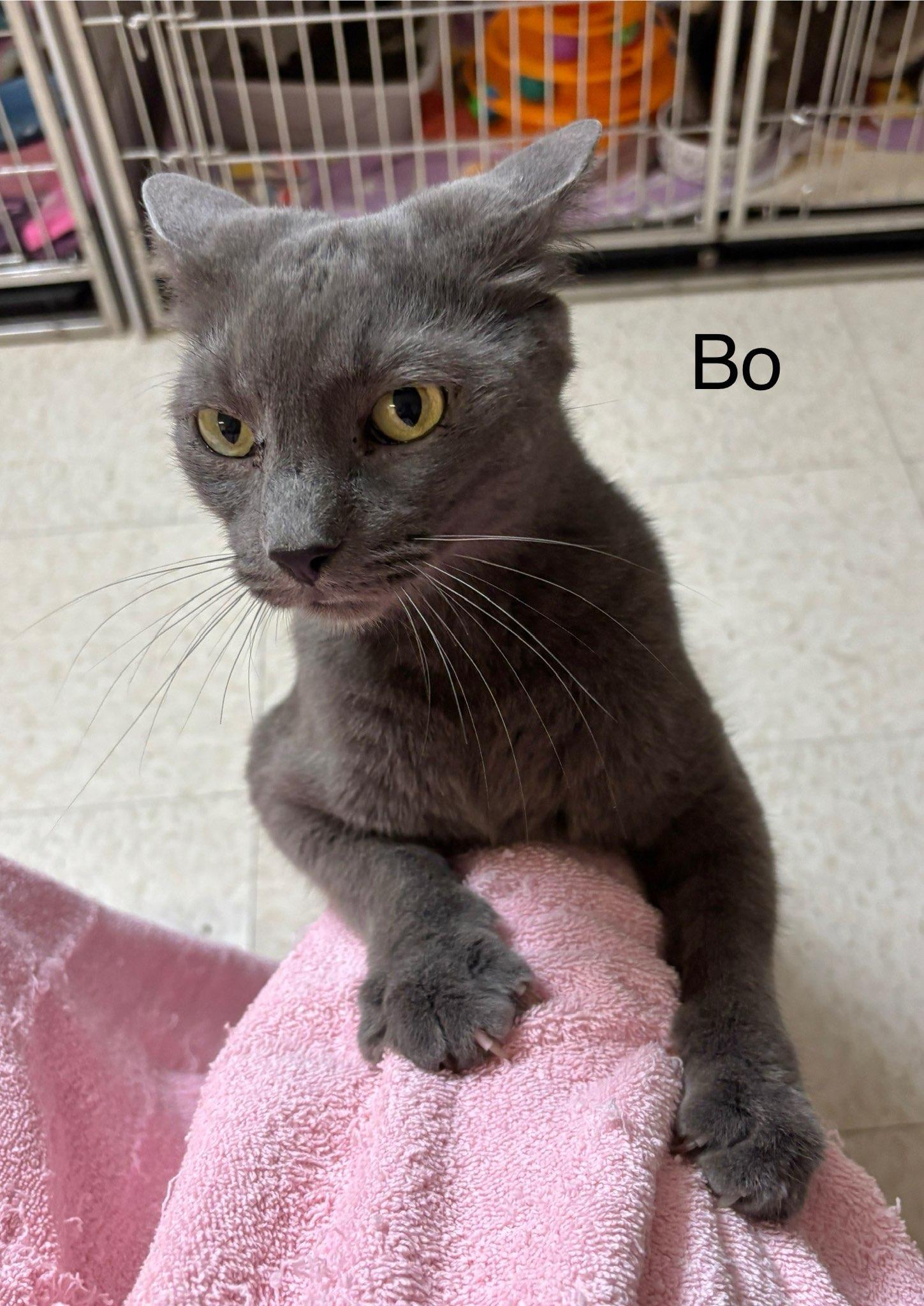 Bo, a Adoptable Domestic Short Hair in Ellicott City, MD image 3/3
