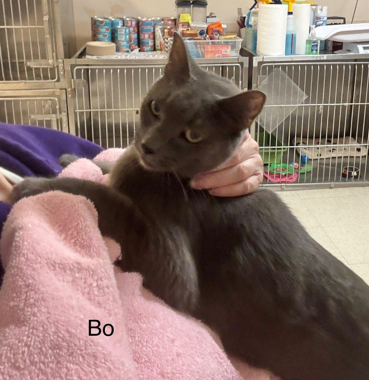 Bo, a Adoptable Domestic Short Hair in Ellicott City, MD image 2/3