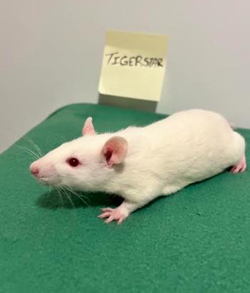 Tigerstar, adopted, Young Male Rat.