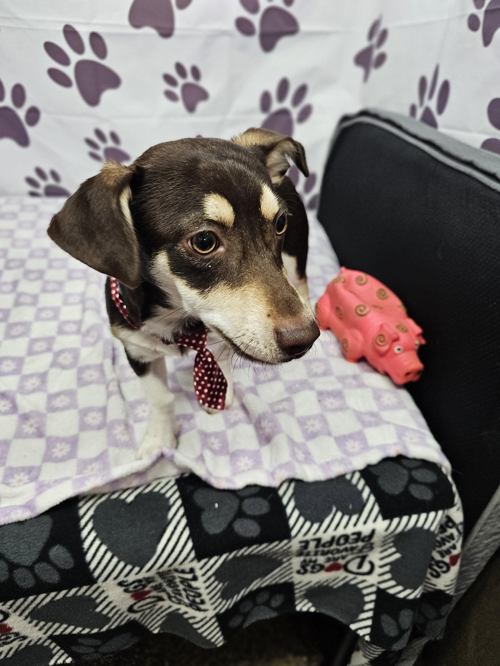 Remoulade, Adoptable, Young Male Dachshund.