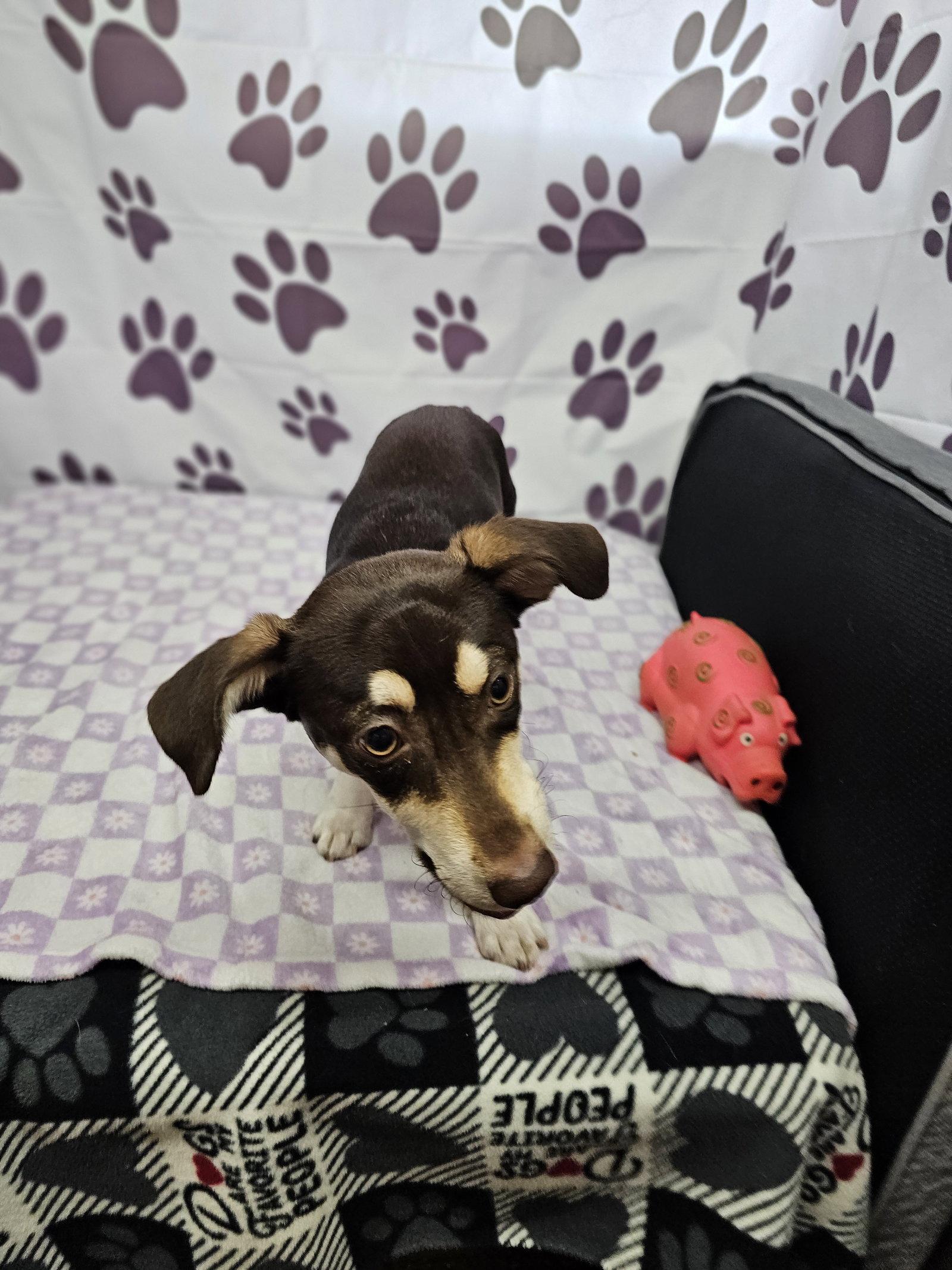 Remoulade, a Adoptable Dachshund in Metairie, LA image 2/2