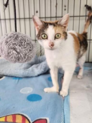 Enlarge Peaches, a Adoptable American Shorthair in Brooklyn, NY image 1/2