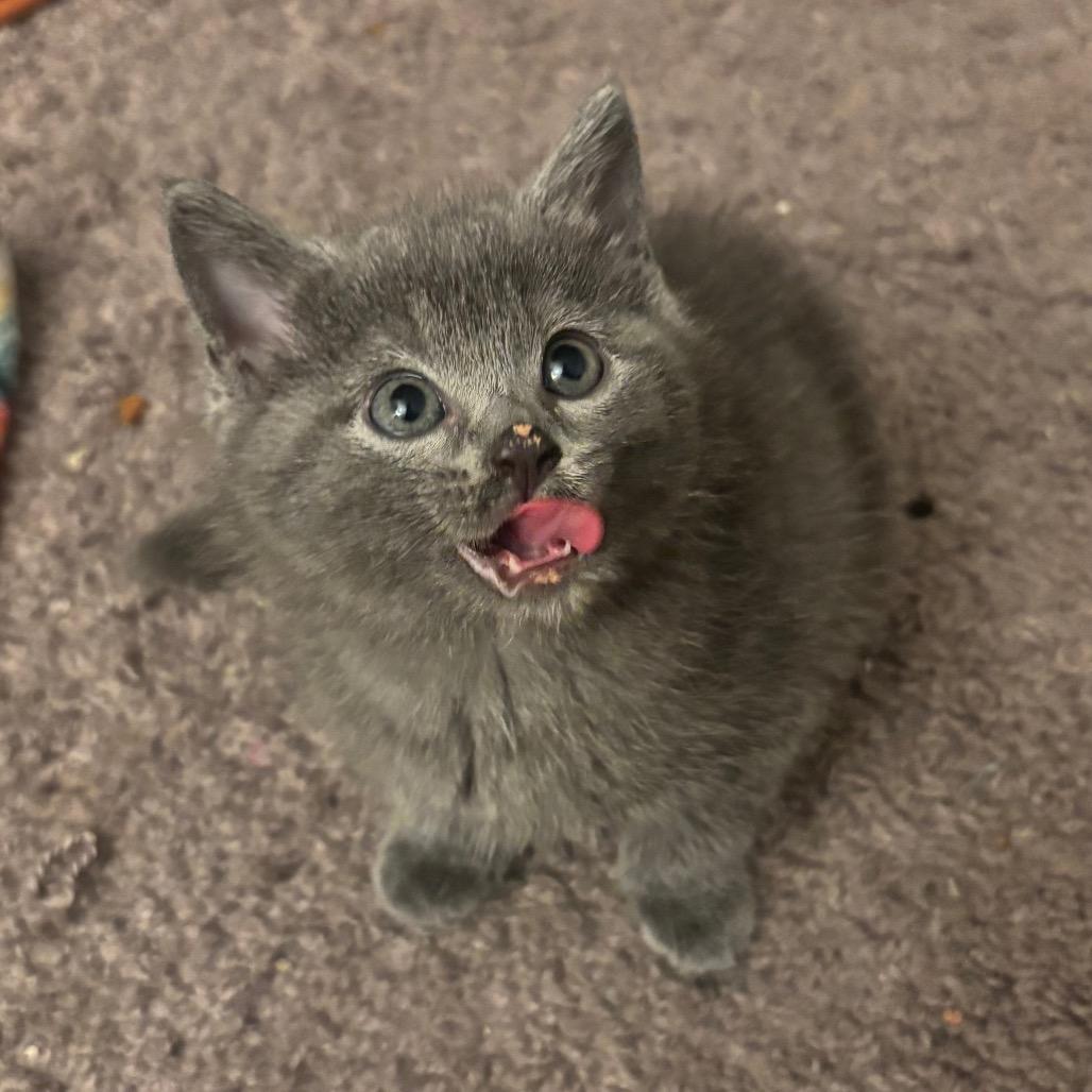 Enlarge Remi, a Adoptable Domestic Medium Hair in Waynesburg, PA image 1/1