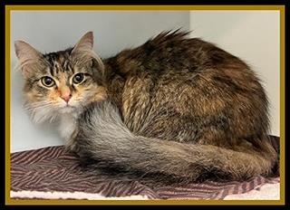 Enlarge HAZEL, a Adoptable Domestic Medium Hair in Peoria, IL image 1/1