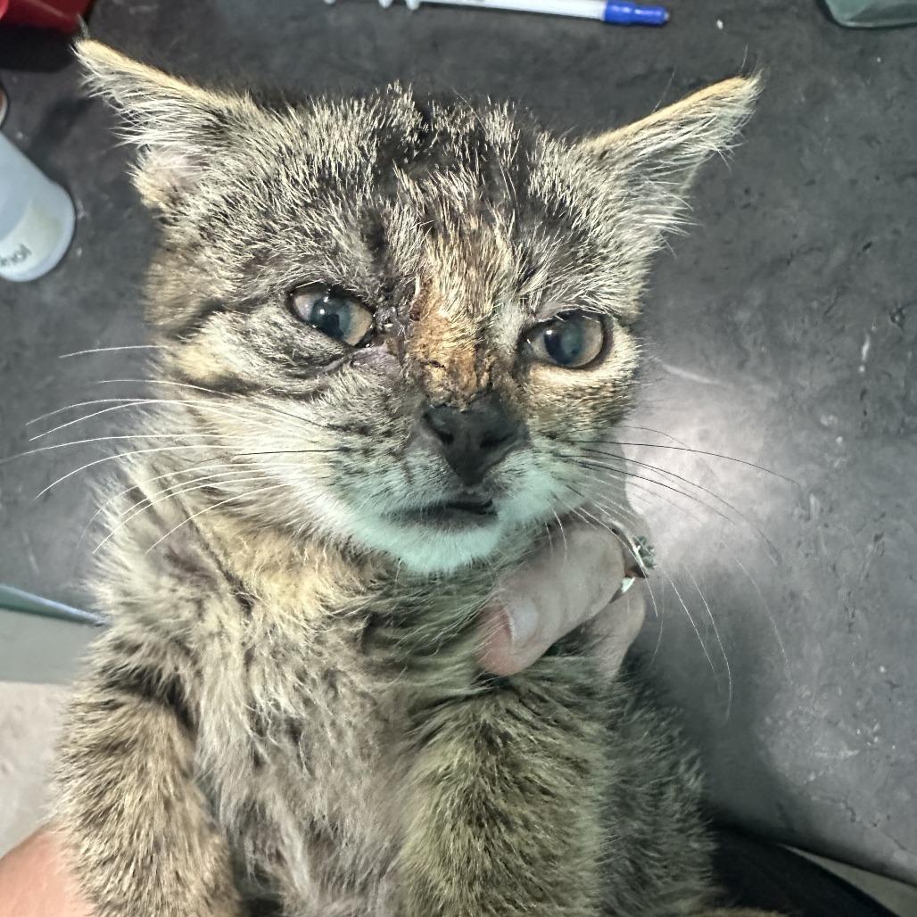 Scarlip, Adoptable, Kitten Female Domestic Short Hair.