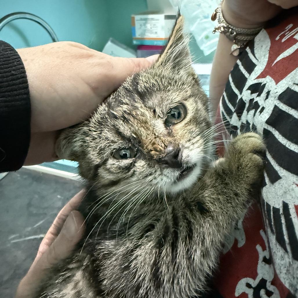 Scarlip, a Adoptable Domestic Short Hair in Marion, VA image 2/4