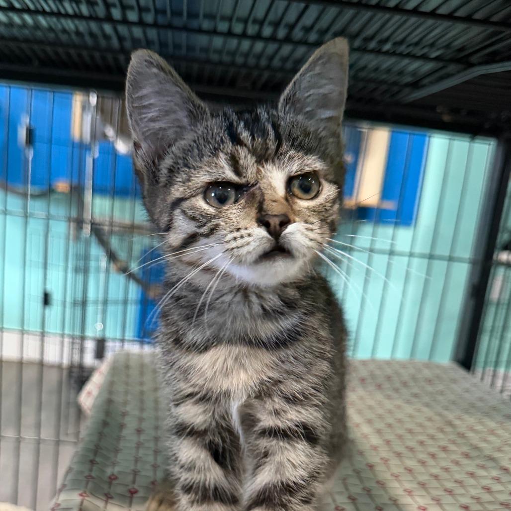 Scarlip, a Adoptable Domestic Short Hair in Marion, VA image 3/4