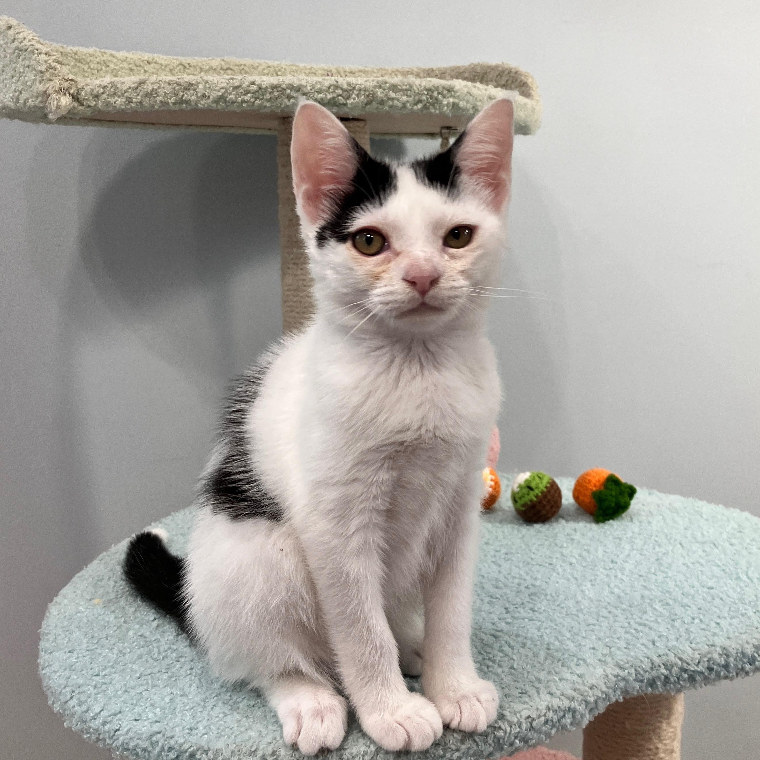 Camellia, a Adoptable mixed breed in Moriches, NY image 2/4