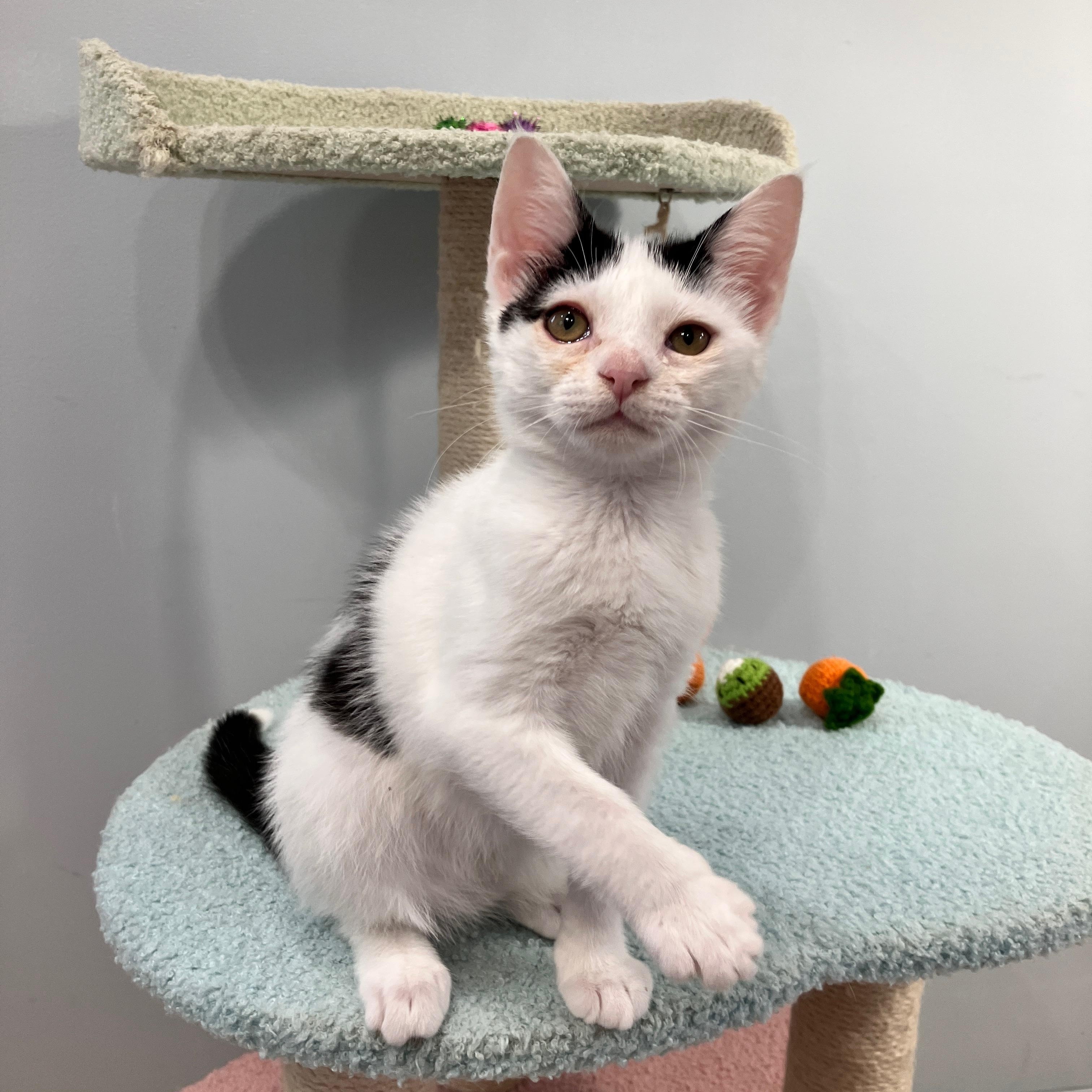 Camellia, a Adoptable mixed breed in Moriches, NY image 4/4