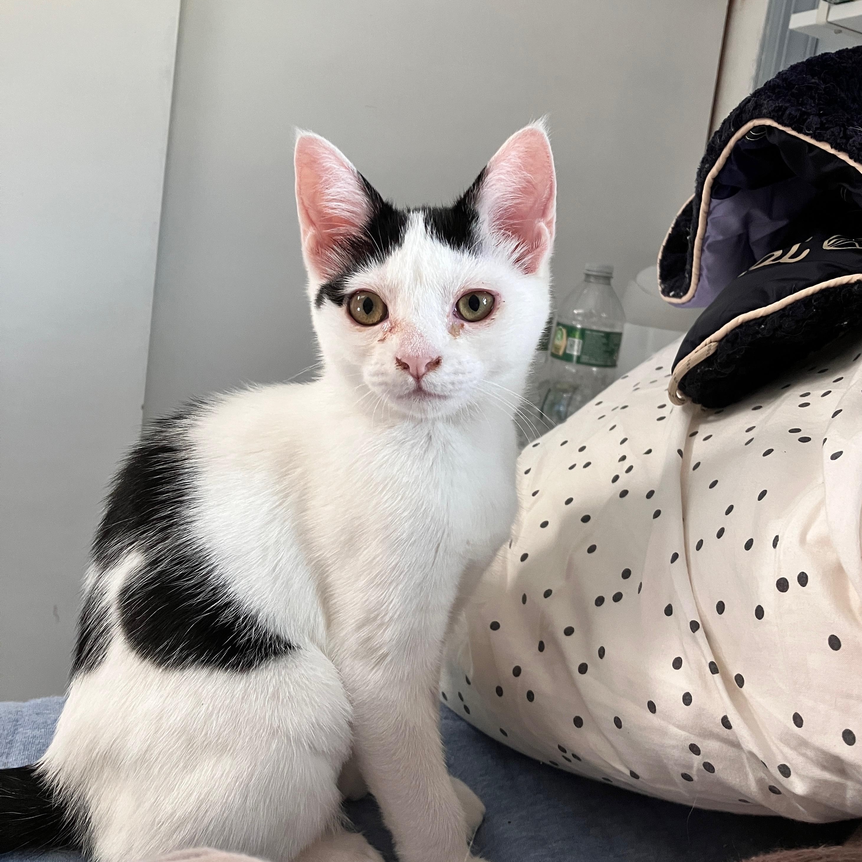 Camellia, a Adoptable mixed breed in Moriches, NY image 1/4
