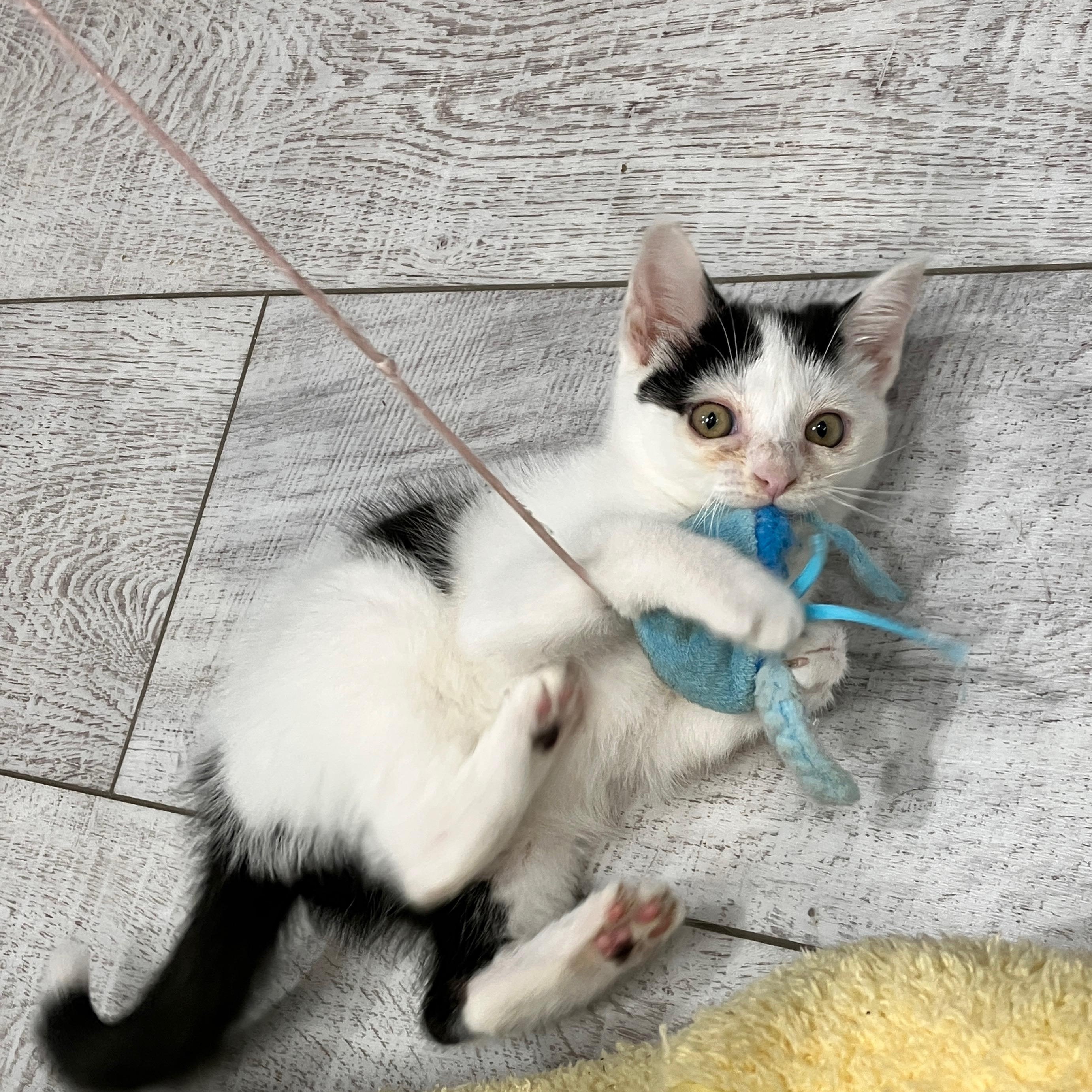 Camellia, a Adoptable mixed breed in Moriches, NY image 3/4