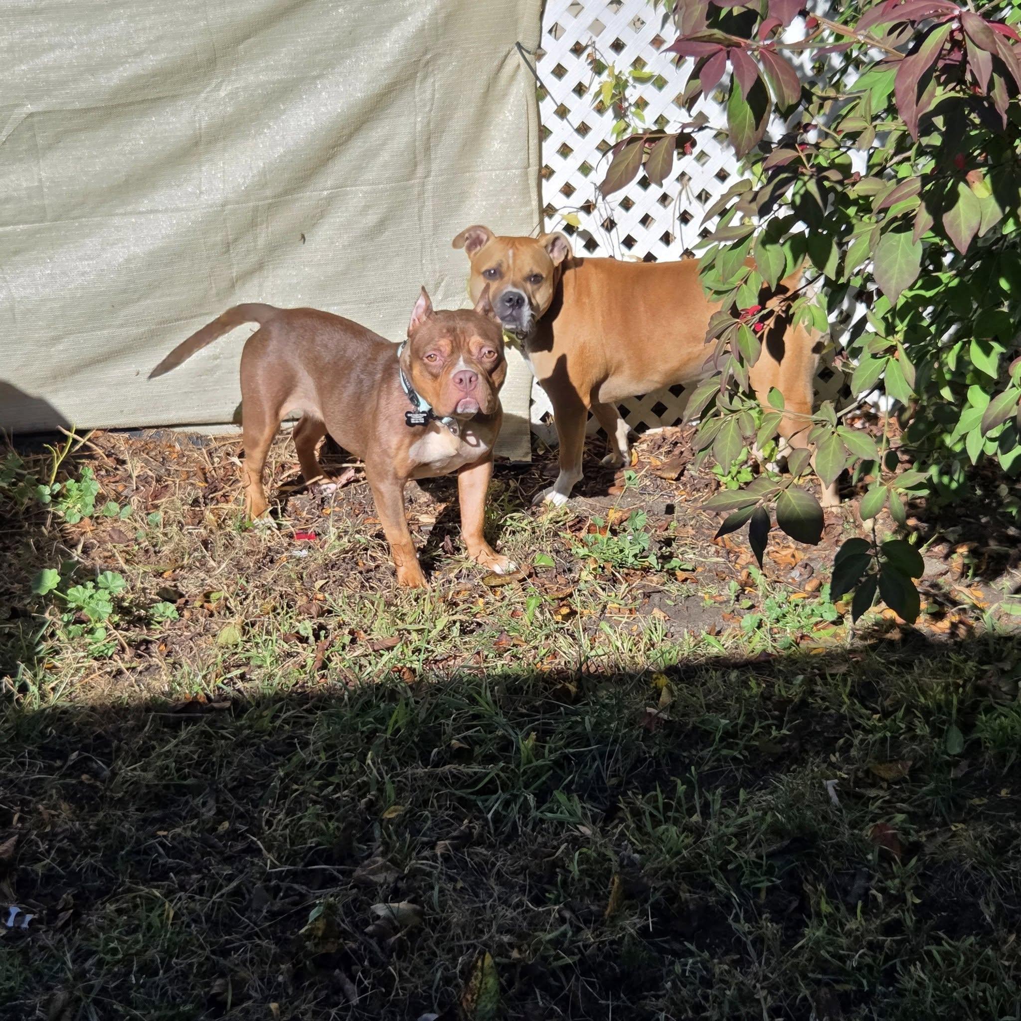 Enlarge Adeline! , a ADOPTABLE mixed breed in Eastpointe, MI image 3/6