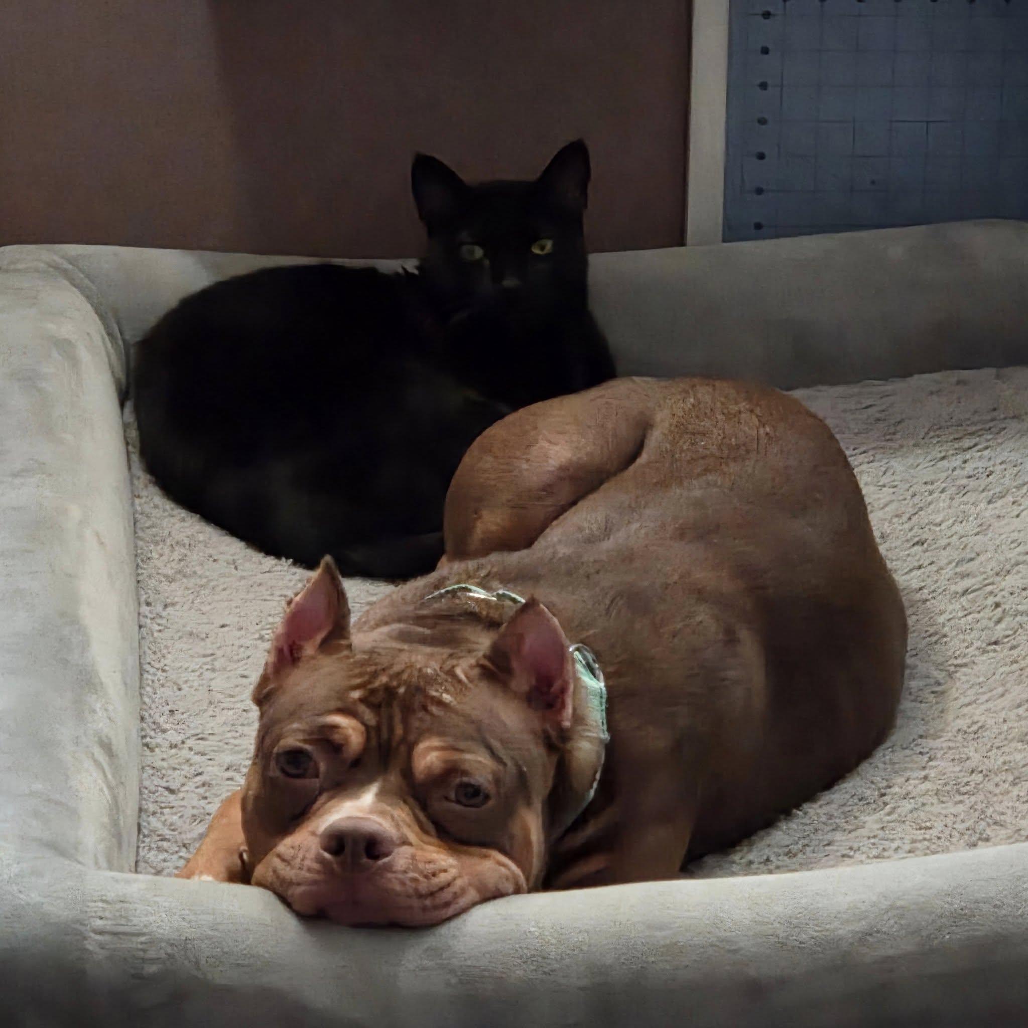 Enlarge Adeline! , a ADOPTABLE mixed breed in Eastpointe, MI image 1/6