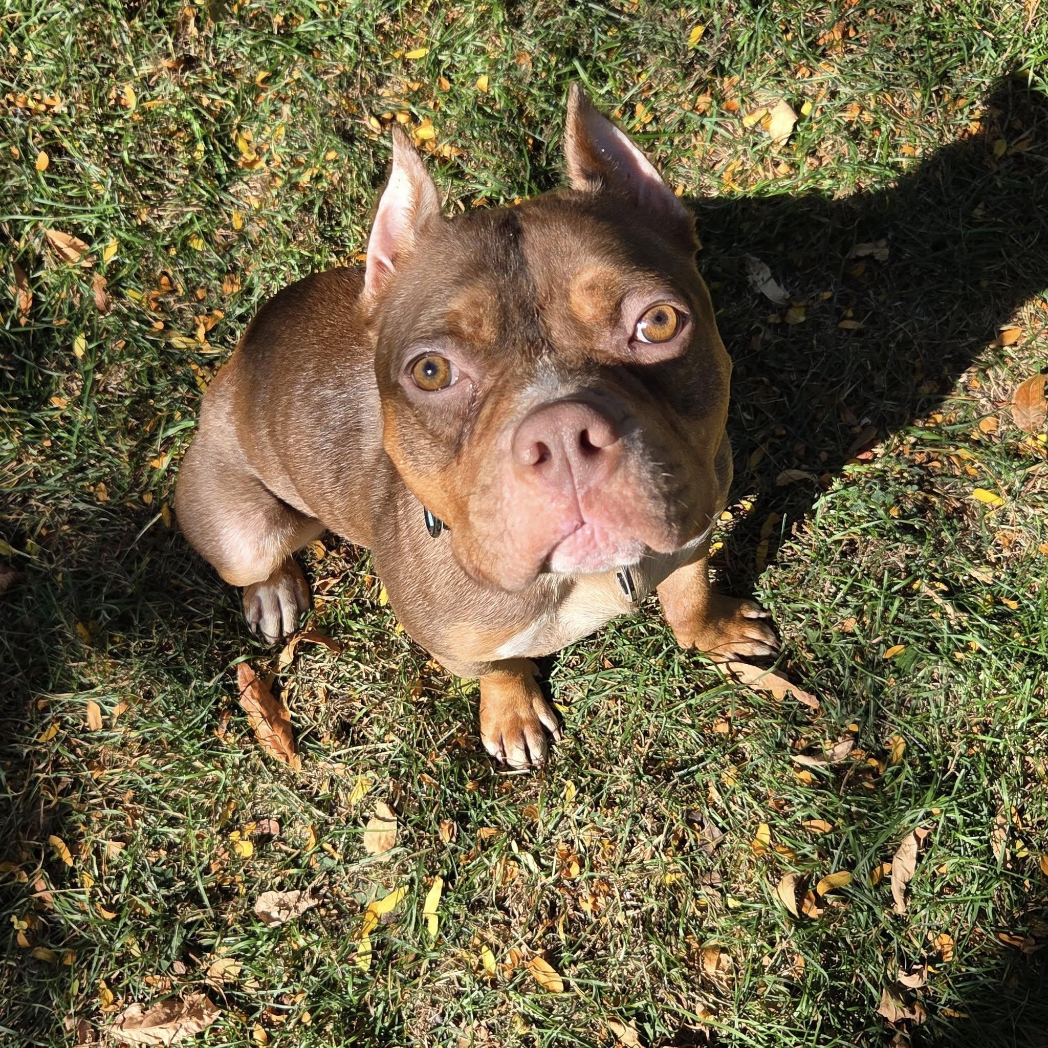 Enlarge Adeline! , a ADOPTABLE mixed breed in Eastpointe, MI image 2/6