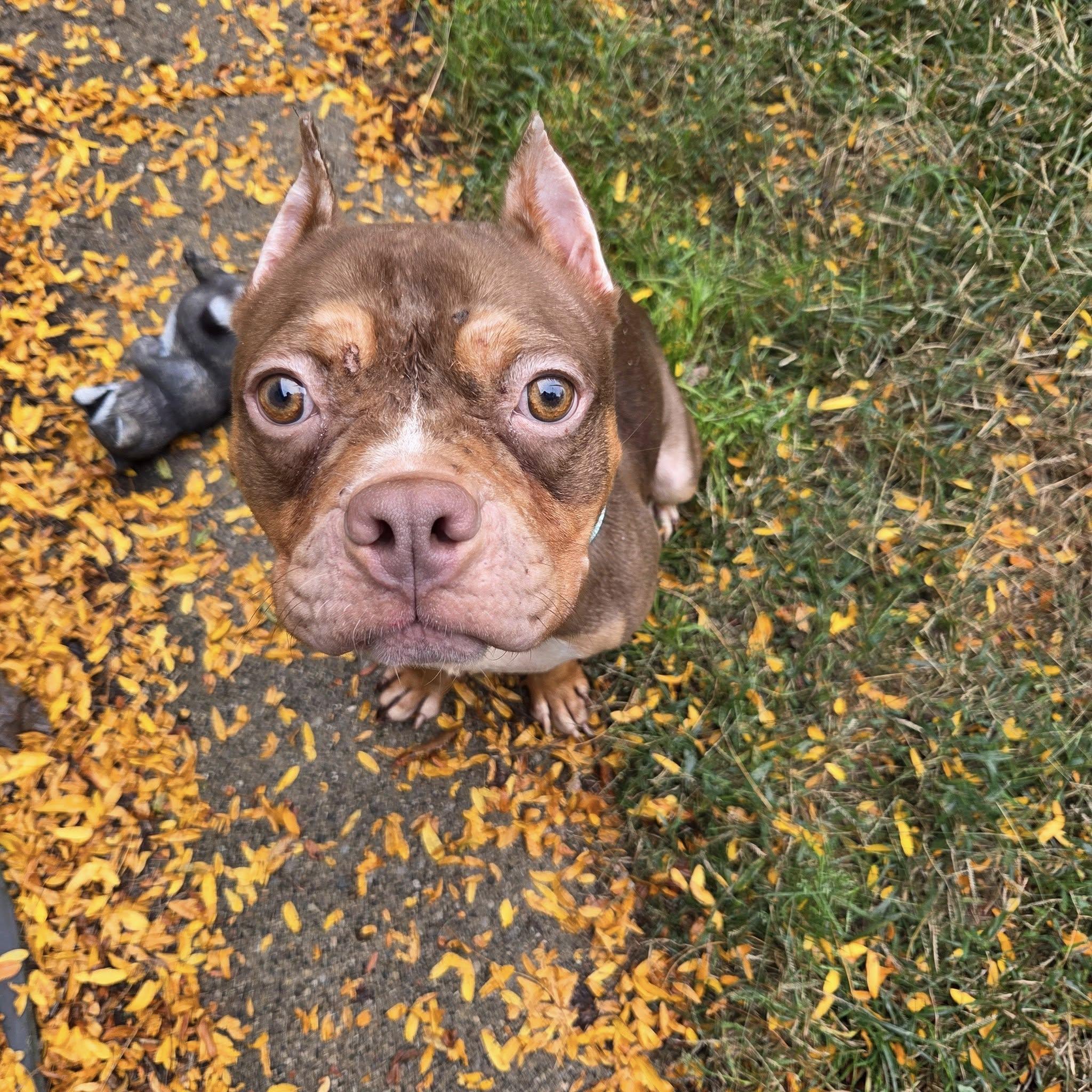 Enlarge Adeline! , a ADOPTABLE mixed breed in Eastpointe, MI image 4/6