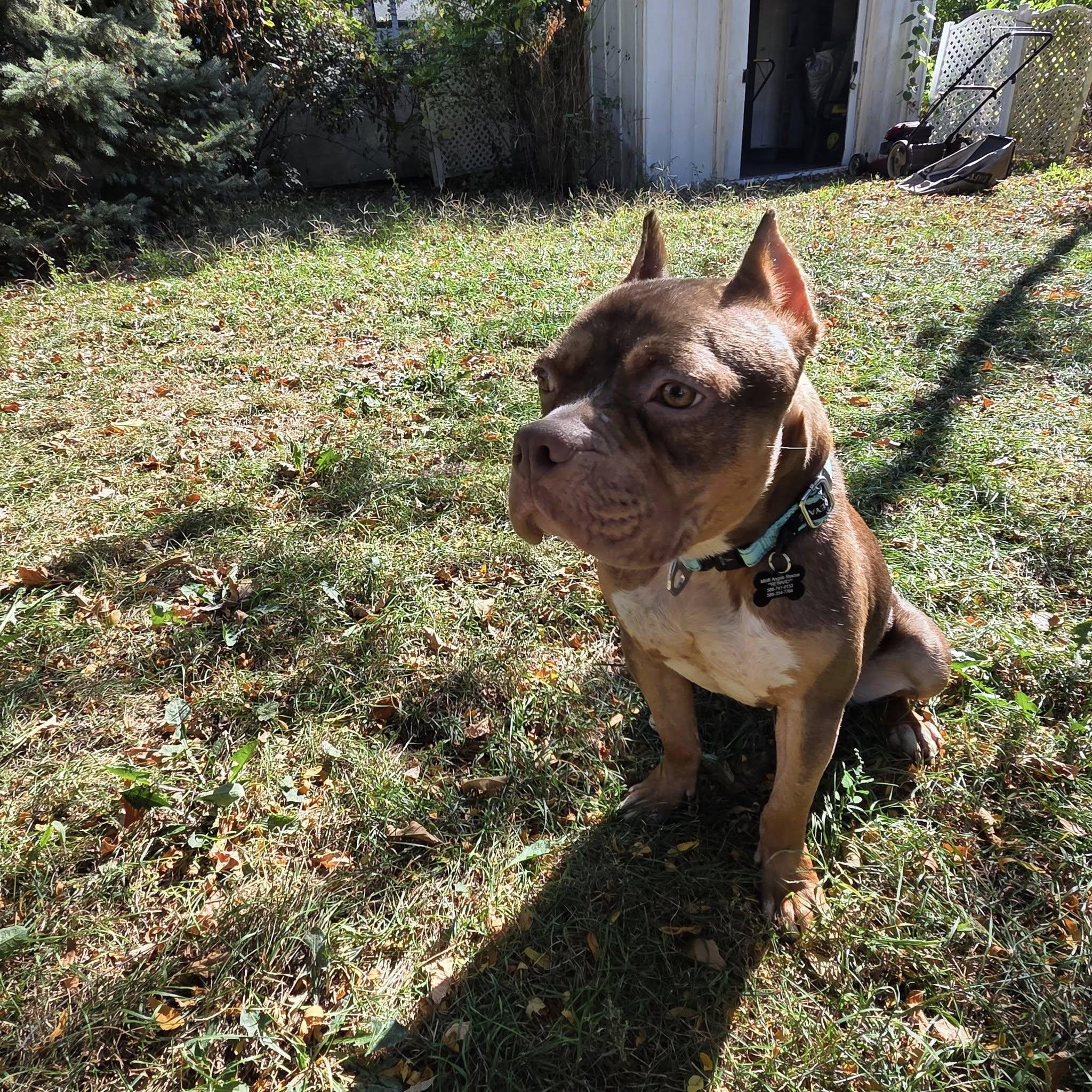 Enlarge Adeline! , a ADOPTABLE mixed breed in Eastpointe, MI image 5/6