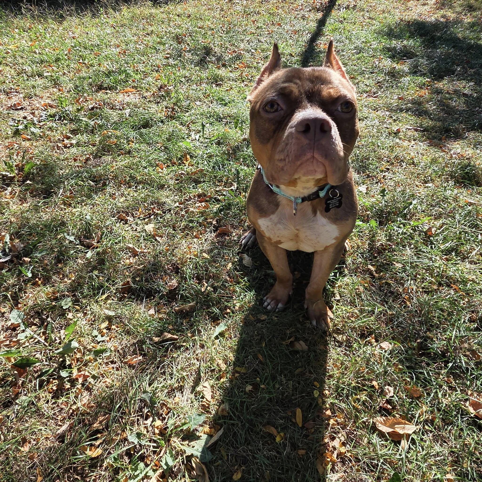 Enlarge Adeline! , a ADOPTABLE mixed breed in Eastpointe, MI image 6/6