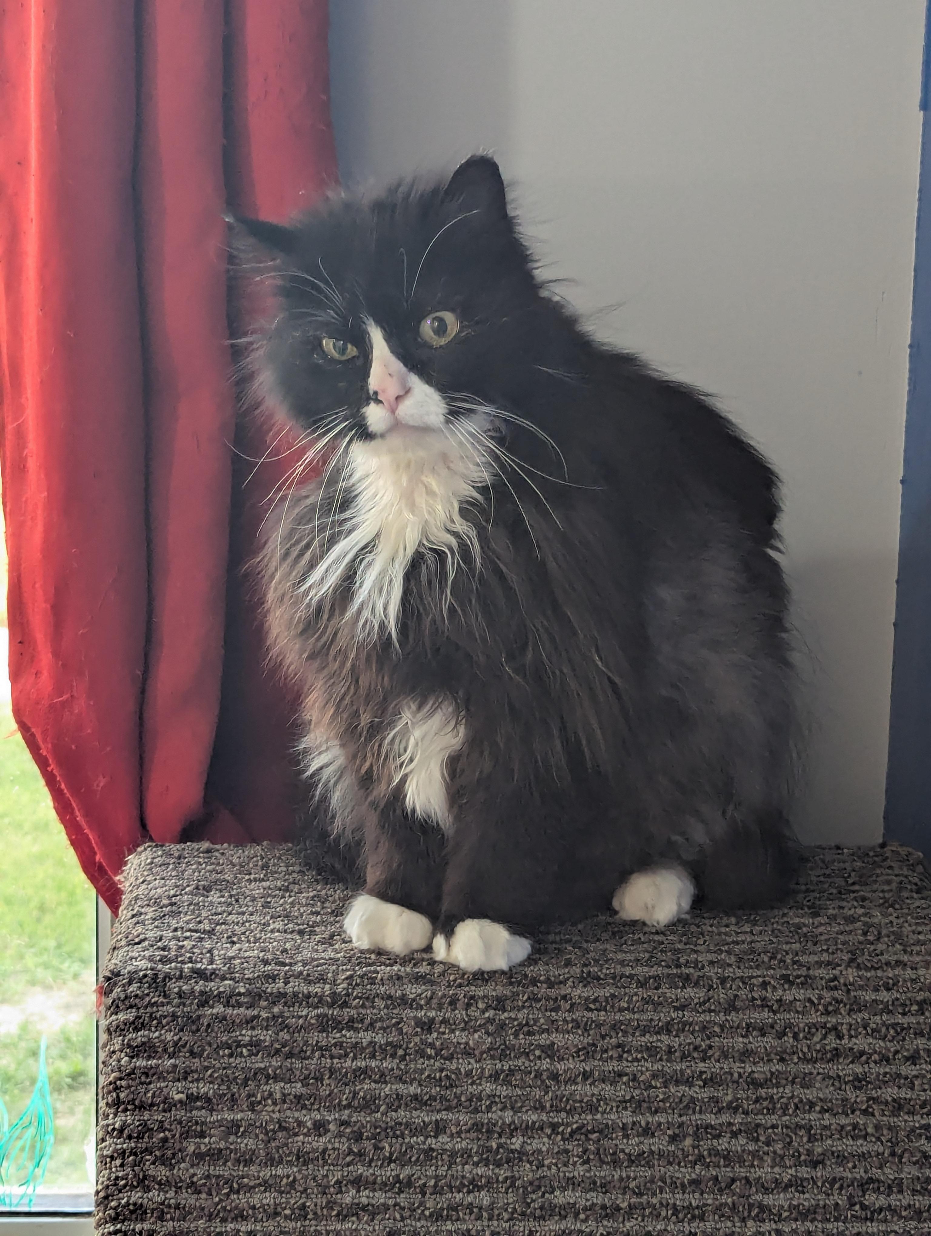 Guppy, an adoptable Domestic Long Hair in Morden, MB, R6M 1Y4 | Photo Image 2