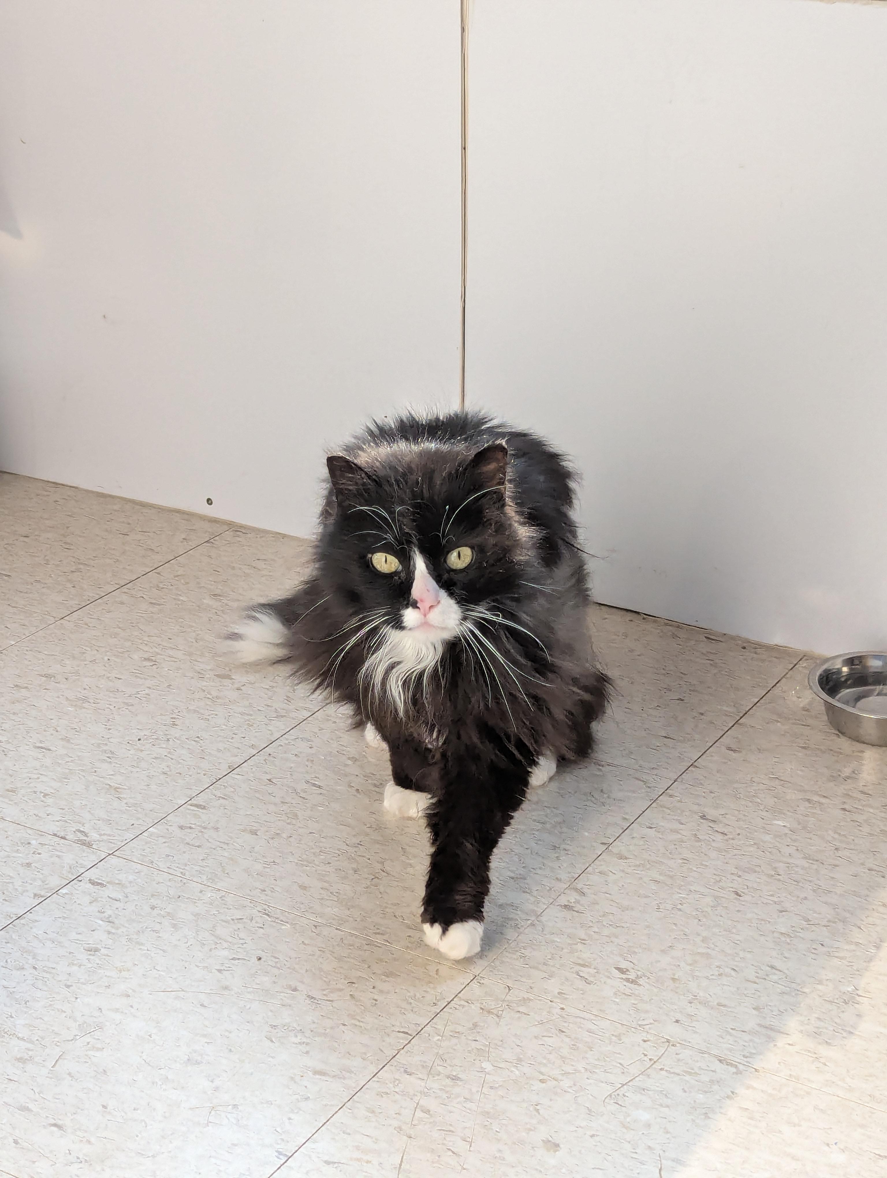 Guppy, an adoptable Domestic Long Hair in Morden, MB, R6M 1Y4 | Photo Image 1