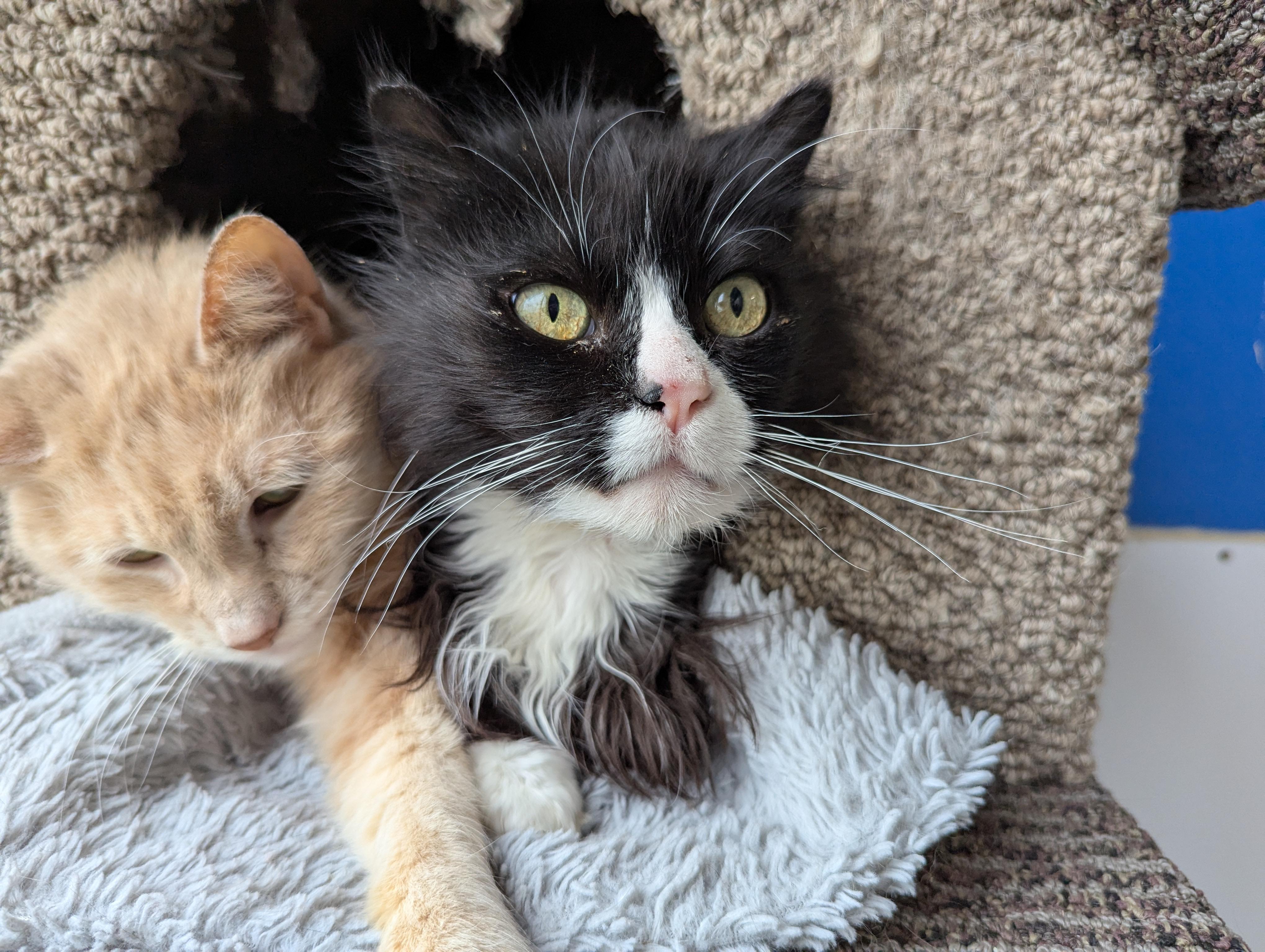 Guppy, an adoptable Domestic Long Hair in Morden, MB, R6M 1Y4 | Photo Image 3
