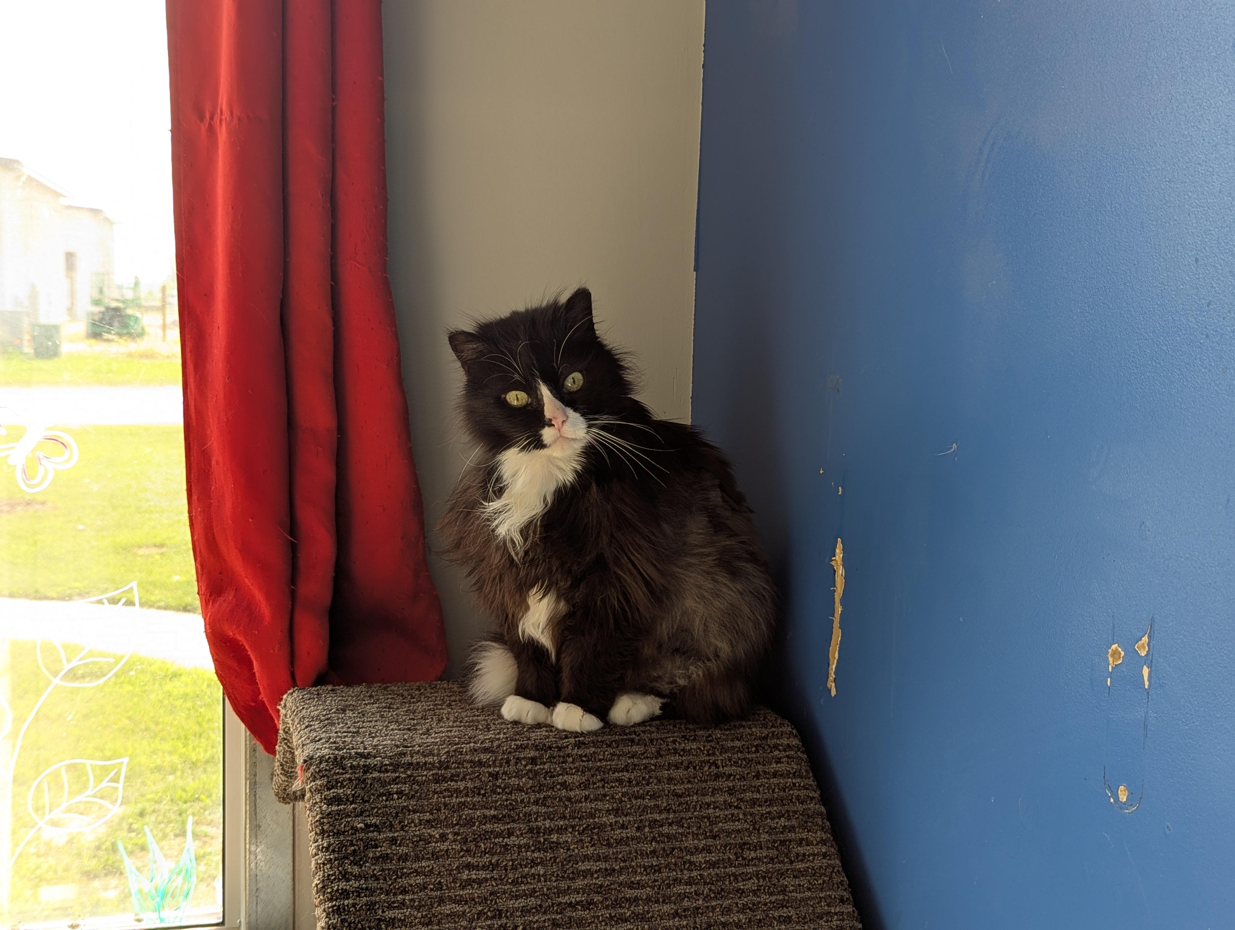 Guppy, an adoptable Domestic Long Hair in Morden, MB, R6M 1Y4 | Photo Image 5