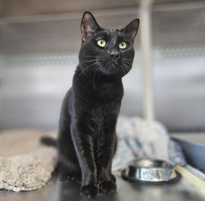 Enlarge Onyx, a Adoptable mixed breed in Pendleton, OR image 1/1