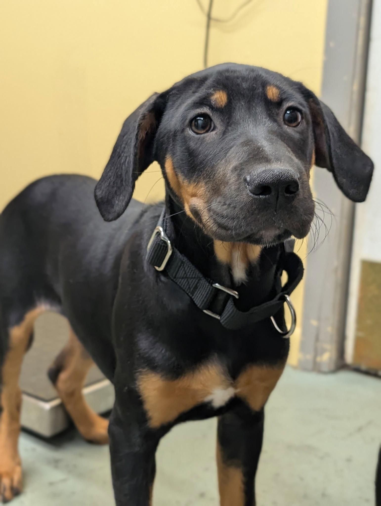 Puppy Aspen, Adoptable, Young Female Hound & Doberman Pinscher.