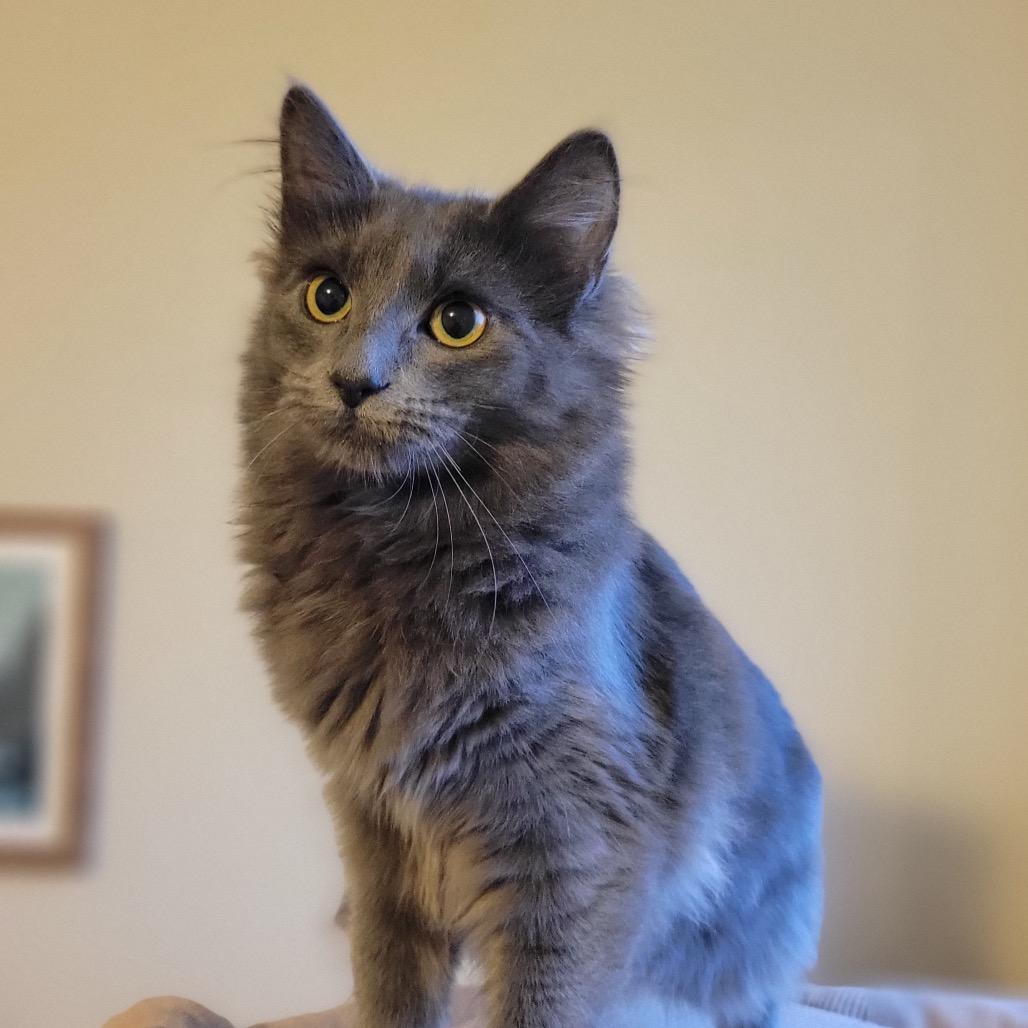 Enlarge Willow, a Adoptable Domestic Long Hair in Washougal, WA image 1/2