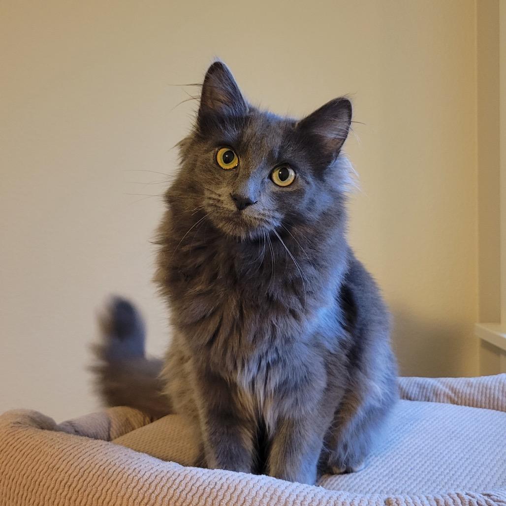 Enlarge Willow, a Adoptable Domestic Long Hair in Washougal, WA image 2/2