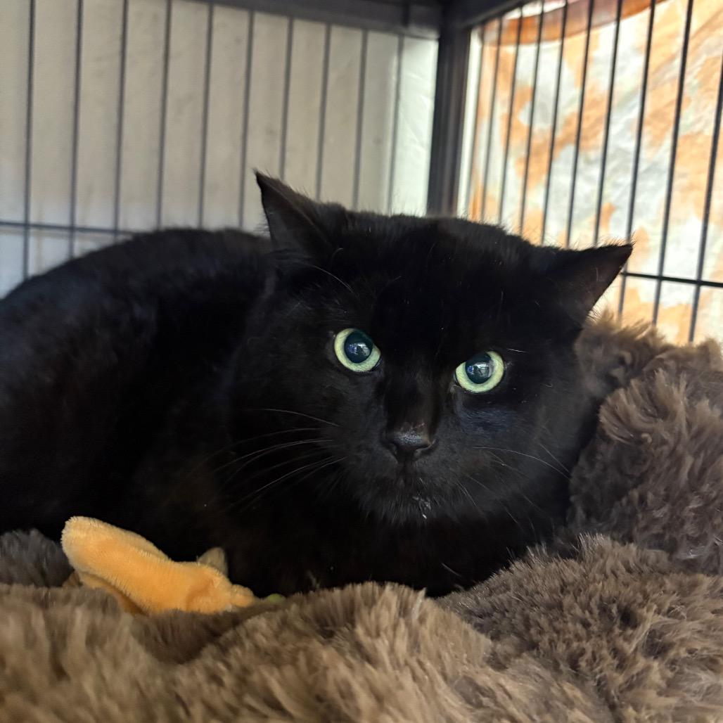 Enlarge Capricorn, a Adoptable Domestic Short Hair in Puslinch, ON image 1/6