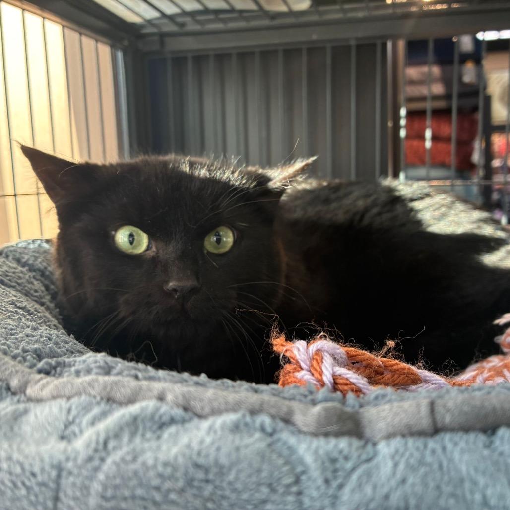 Enlarge Capricorn, a Adoptable Domestic Short Hair in Puslinch, ON image 2/6