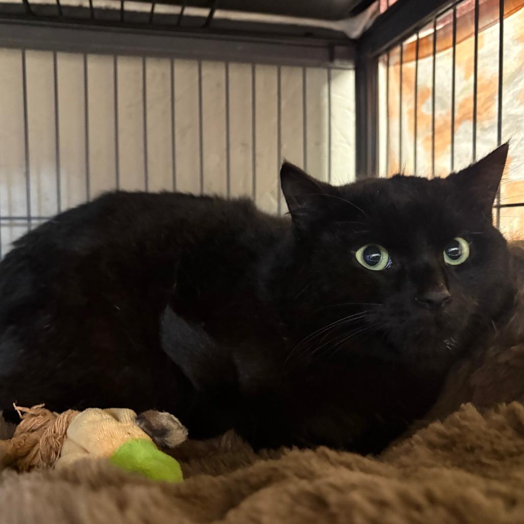 Enlarge Capricorn, a Adoptable Domestic Short Hair in Puslinch, ON image 3/6