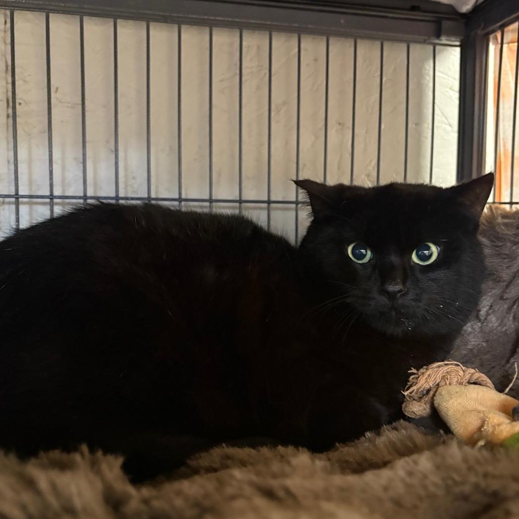 Enlarge Capricorn, a Adoptable Domestic Short Hair in Puslinch, ON image 4/6