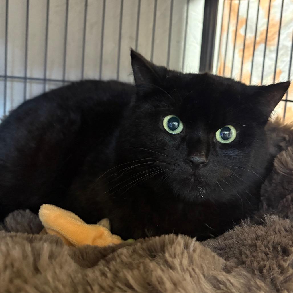 Enlarge Capricorn, a Adoptable Domestic Short Hair in Puslinch, ON image 5/6